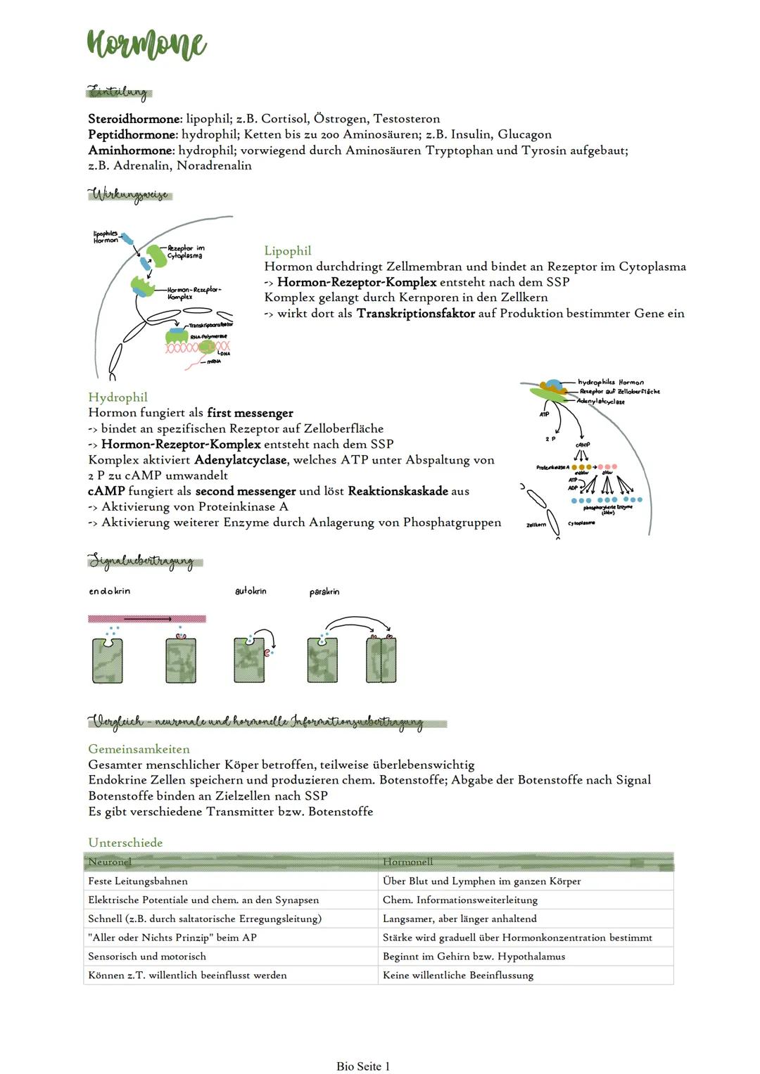 # Hormone
Eintalung
Steroidhormone: lipophil; z.B. Cortisol, Östrogen, Testosteron
Peptidhormone: hydrophil; Ketten bis zu 200 Aminosäure