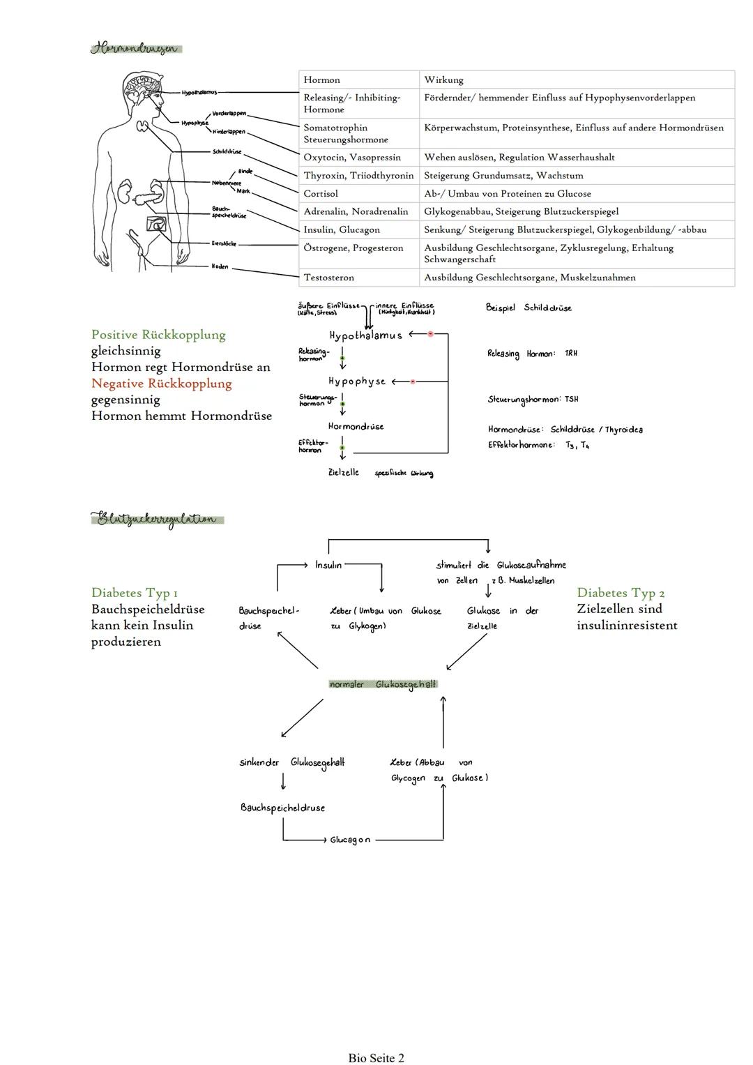 # Hormone
Eintalung
Steroidhormone: lipophil; z.B. Cortisol, Östrogen, Testosteron
Peptidhormone: hydrophil; Ketten bis zu 200 Aminosäure