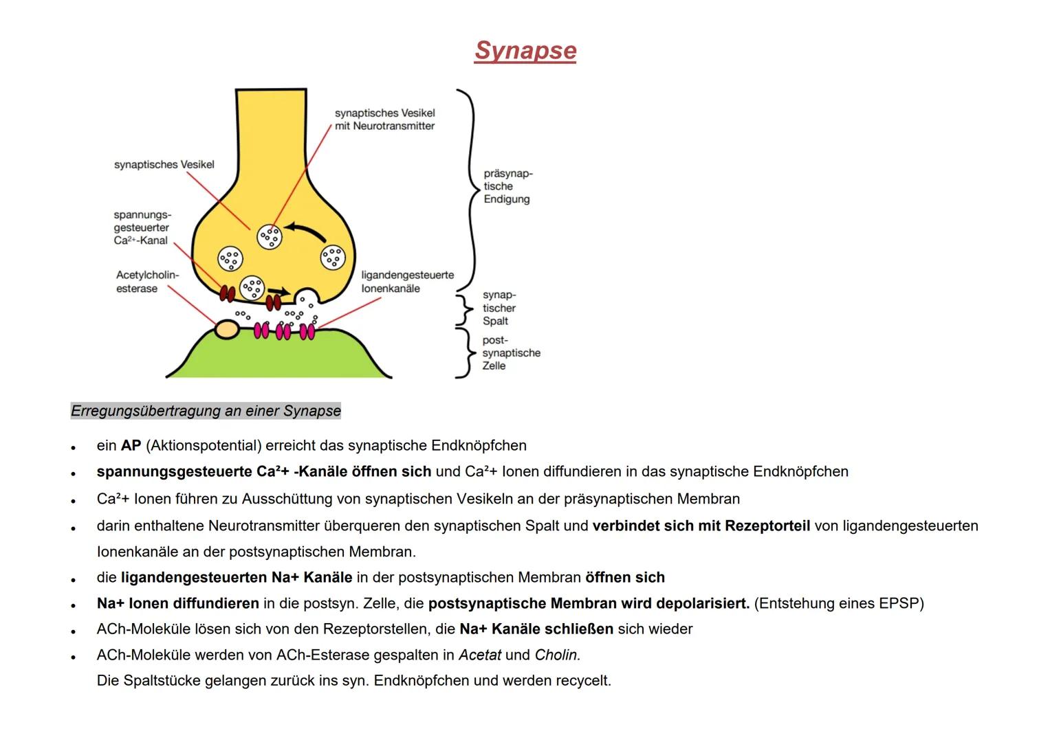 synaptisches Vesikel
spannungs-
gesteuerter
Ca2+-Kanal
Acetylcholin-
esterase
synaptisches Vesikel
mit Neurotransmitter
Synapse
präsyna