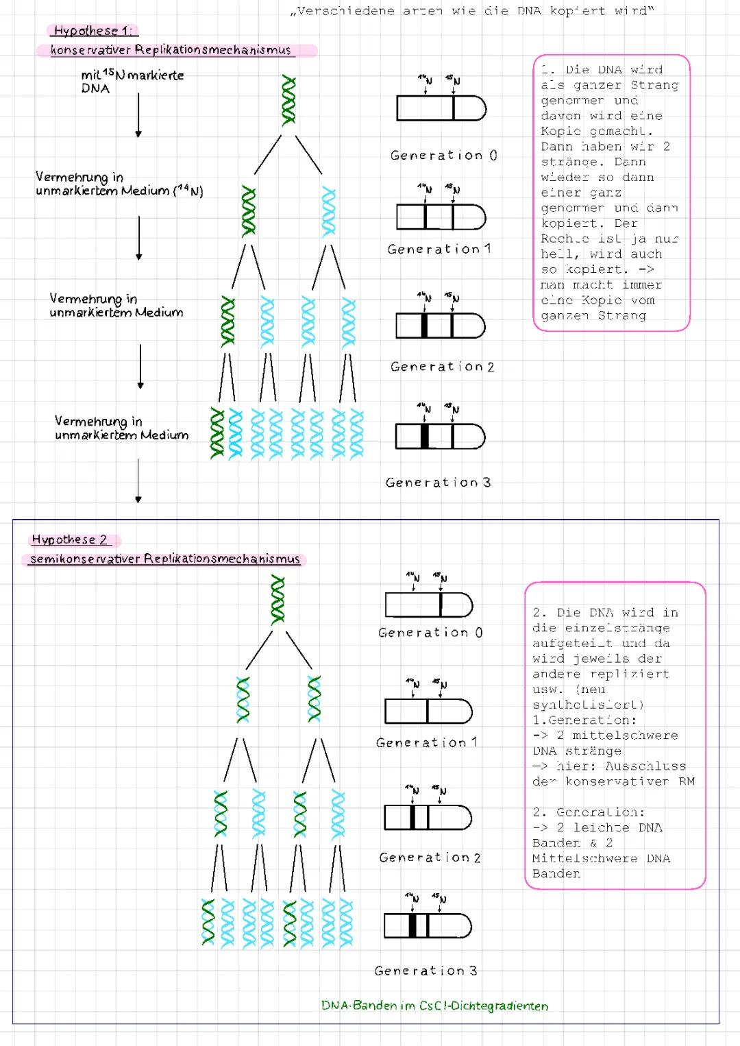 Das Experiment von Meselson und Stahl: