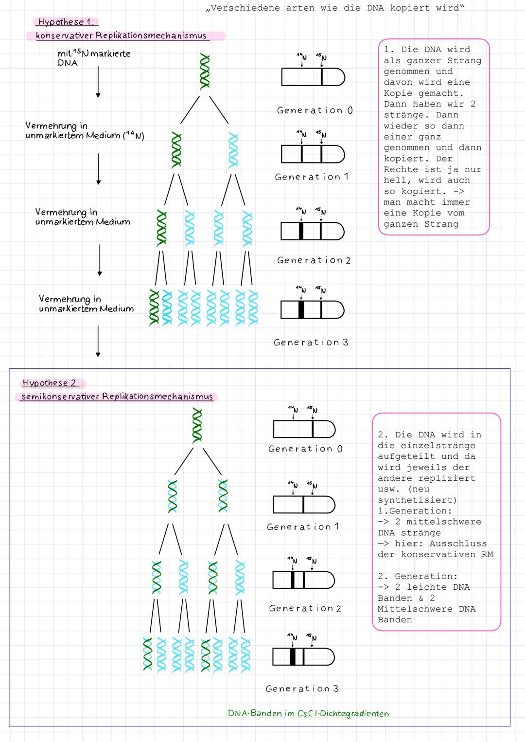 Hypothese 1:
konservativer Replikationsmechanismus
mit 15N markierte
DNA
Vermehrung in
unmarkiertem Medium (14N)
Vermehrung in
unmarkiertem