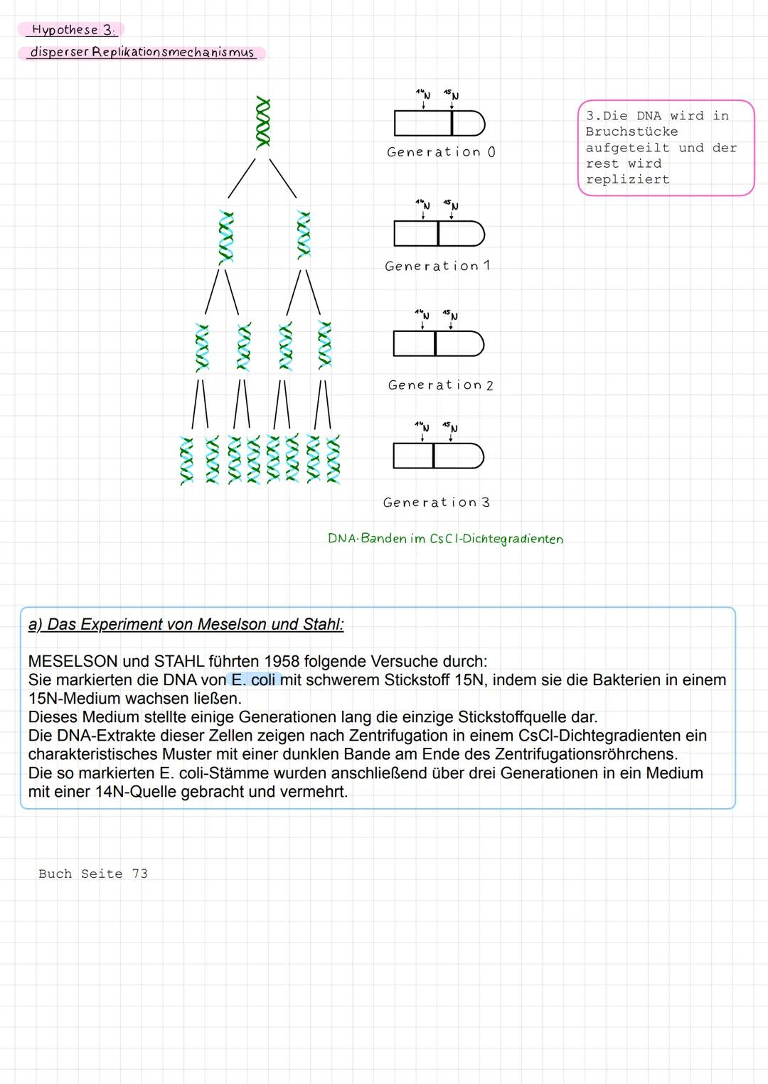 Hypothese 1:
konservativer Replikationsmechanismus
mit 15N markierte
DNA
Vermehrung in
unmarkiertem Medium (14N)
Vermehrung in
unmarkiertem