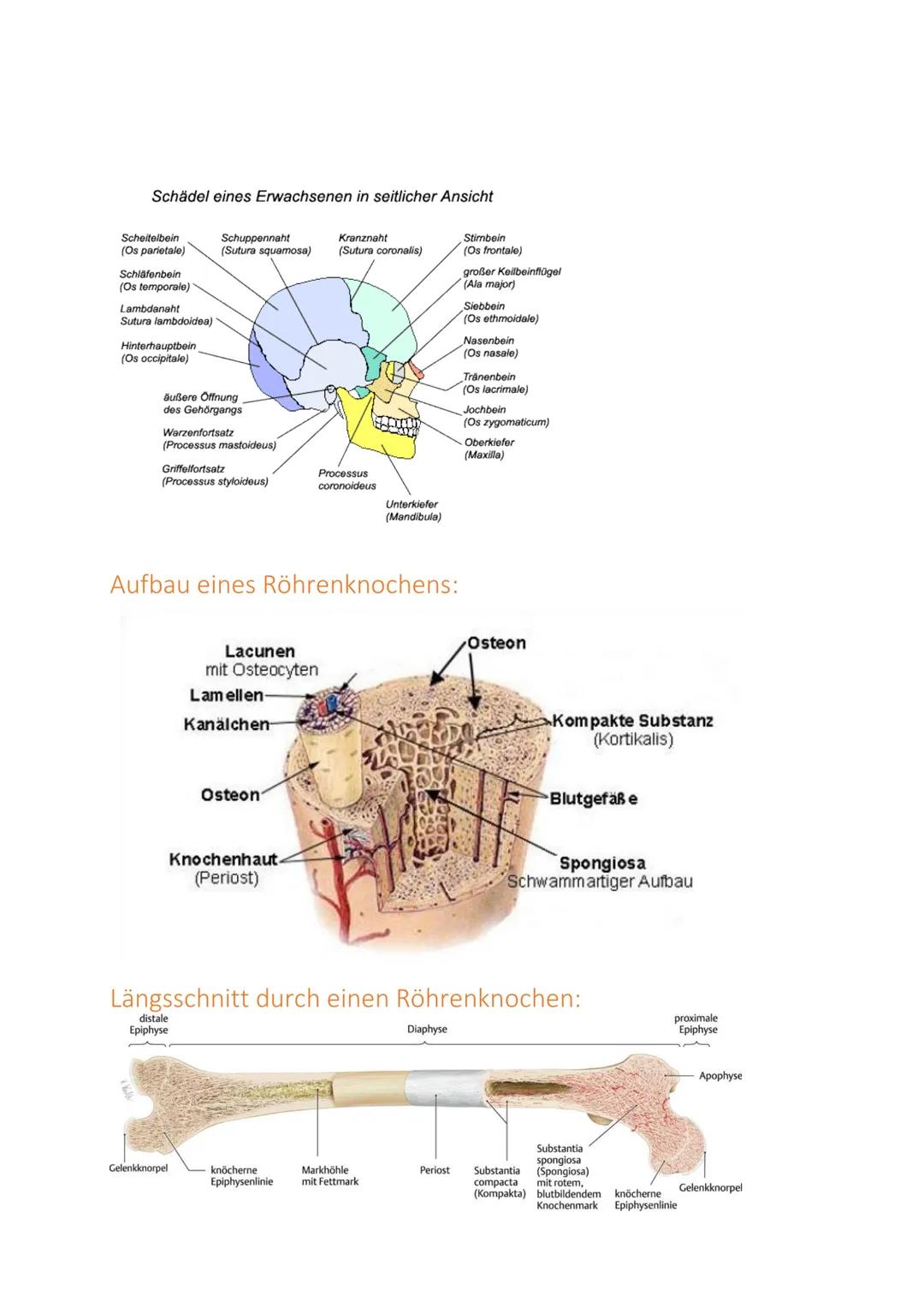 Handlungskompetenz B.2
BEWEGUNGSAPPARAT/MOBILITÄT
Skelett:
Der Bewegungsapparat des Menschen wird in das passive und aktive Bewegungssystem