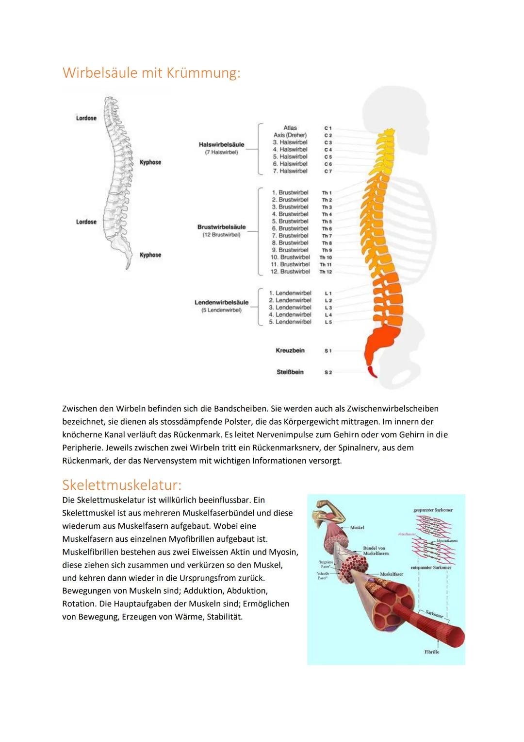 Handlungskompetenz B.2
BEWEGUNGSAPPARAT/MOBILITÄT
Skelett:
Der Bewegungsapparat des Menschen wird in das passive und aktive Bewegungssystem