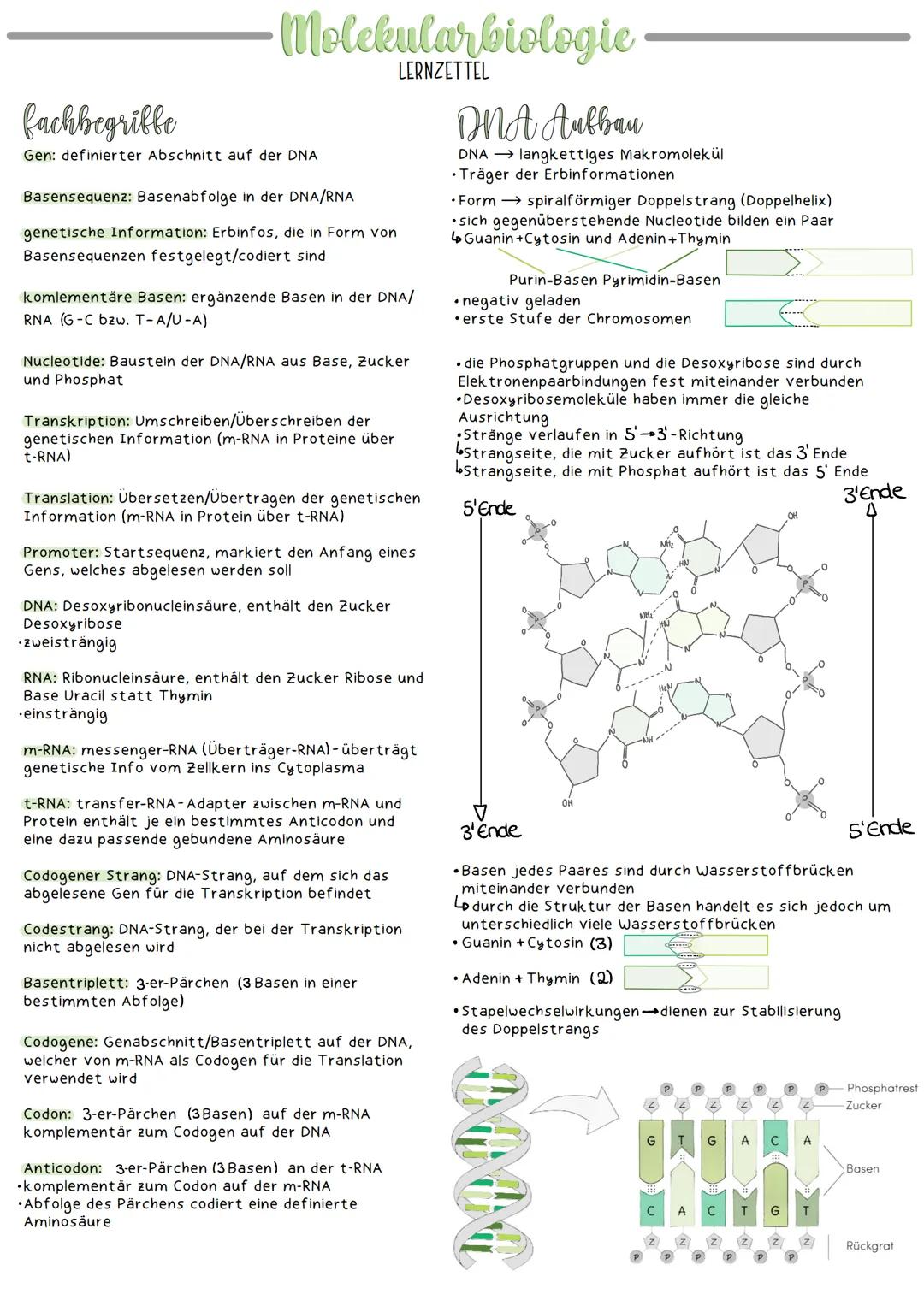 Molekularbiologie
LERNZETTEL
fachbegriffe
Gen: definierter Abschnitt auf der DNA
Basensequenz: Basenabfolge in der DNA/RNA
genetische Inform