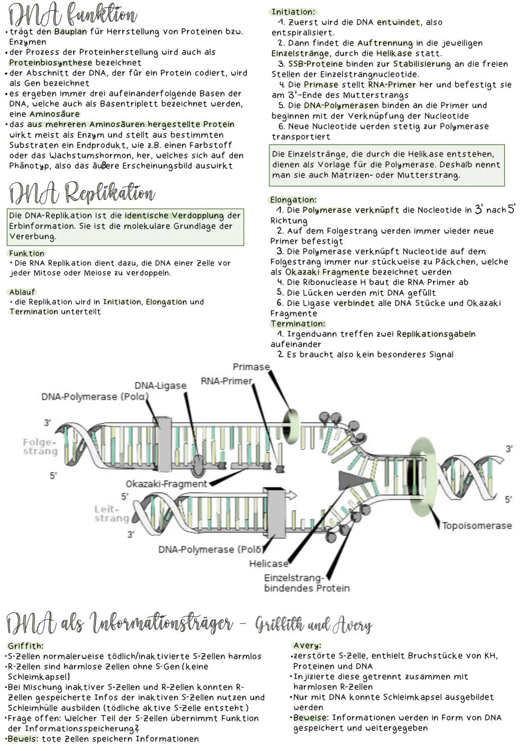 Molekularbiologie
LERNZETTEL
fachbegriffe
Gen: definierter Abschnitt auf der DNA
Basensequenz: Basenabfolge in der DNA/RNA
genetische Inform