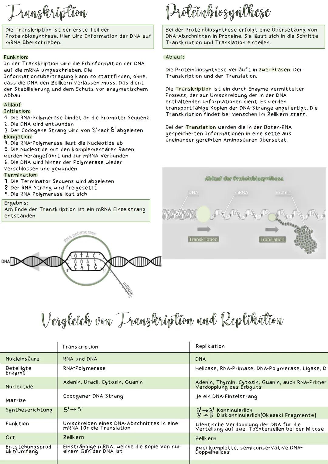 Molekularbiologie
LERNZETTEL
fachbegriffe
Gen: definierter Abschnitt auf der DNA
Basensequenz: Basenabfolge in der DNA/RNA
genetische Inform