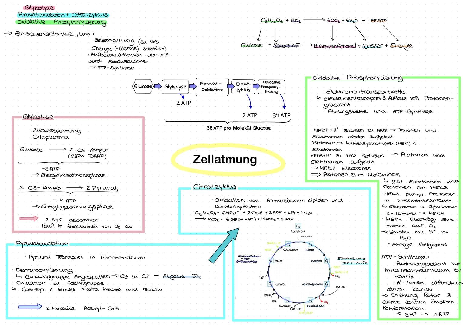 Glykolyse
Pyruvatoxidation + Citratzyklus
Oxidative
Phosphorylierung.
→ Zwischenschritte, um
Glykolyse
· Zuckerspaltung.
Cytoplasma
Glukose