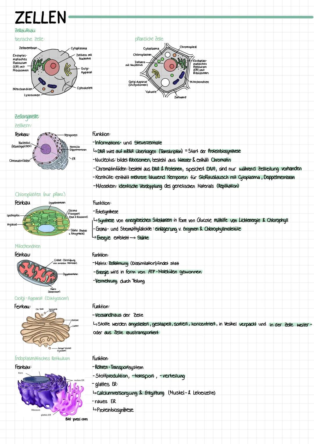 ZELLEN
Zellaufbau
tierische Zelle:
Zellmembran
Endoplas-
matisches
Retikulum
(ER) mit-
Ribosomen
Mitochondrien
Zellorganelle
Zellkem:
Feinba