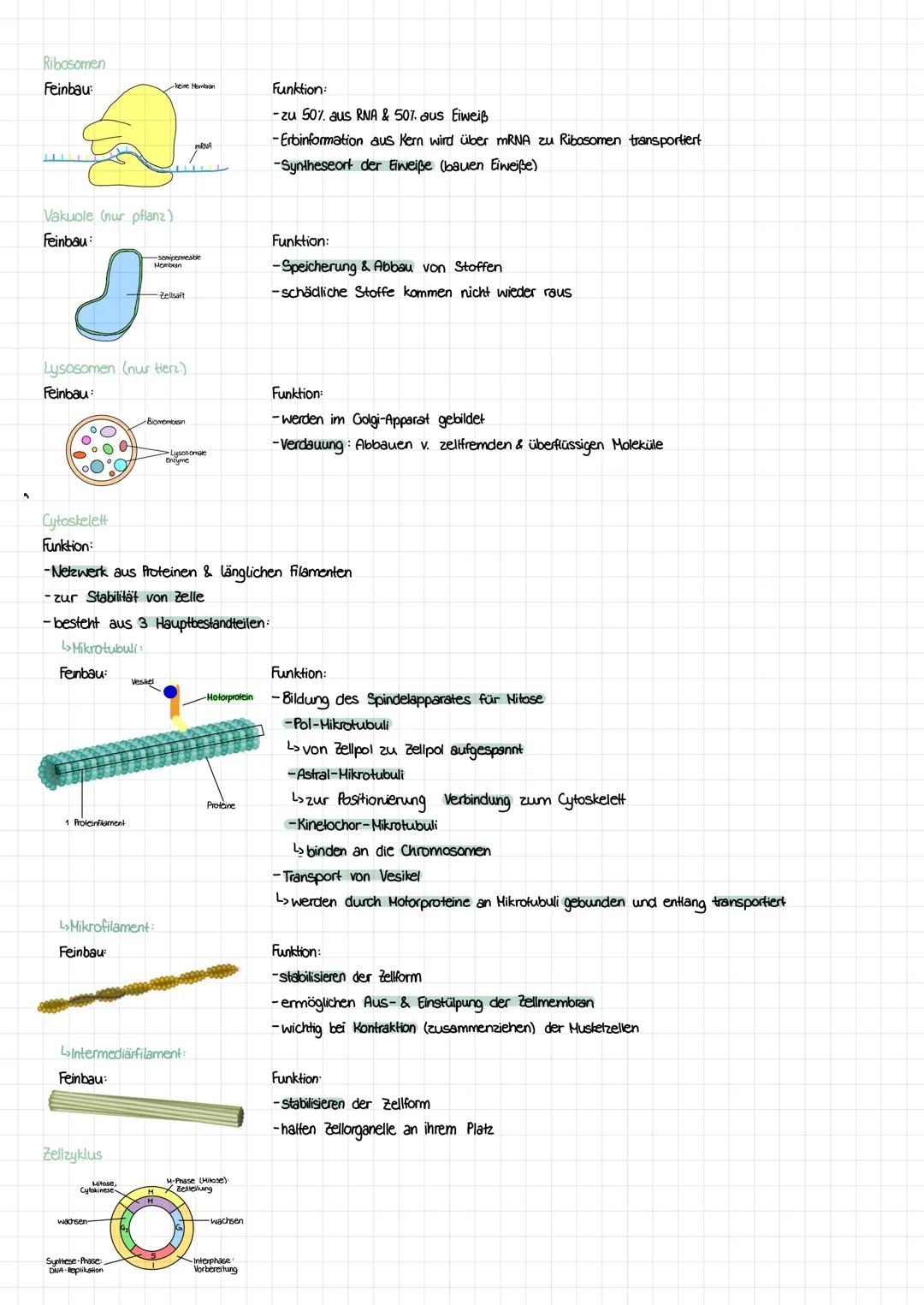 ZELLEN
Zellaufbau
tierische Zelle:
Zellmembran
Endoplas-
matisches
Retikulum
(ER) mit-
Ribosomen
Mitochondrien
Zellorganelle
Zellkem:
Feinba