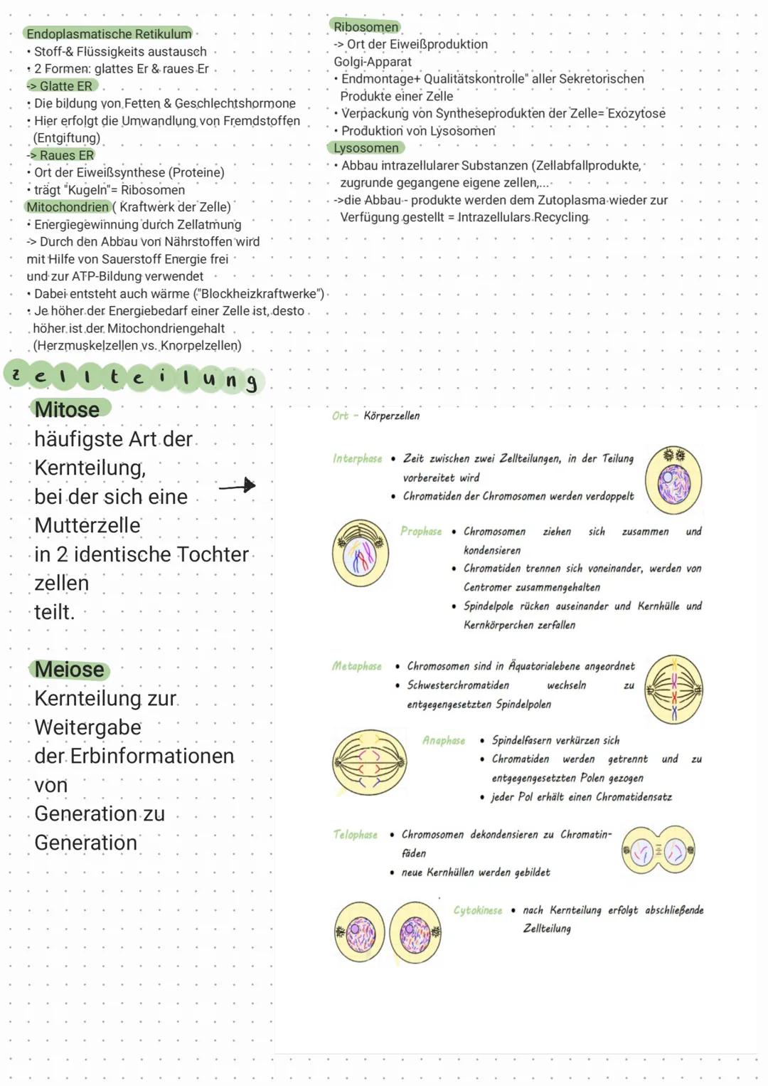 # übungseellel Helt & alturais Grundlegen
Anatomic Aufbau
- Lehre vom Aufbau
-Gestalt (Mocopologic)
- Gewebe (Histologic)
-Entwicklung