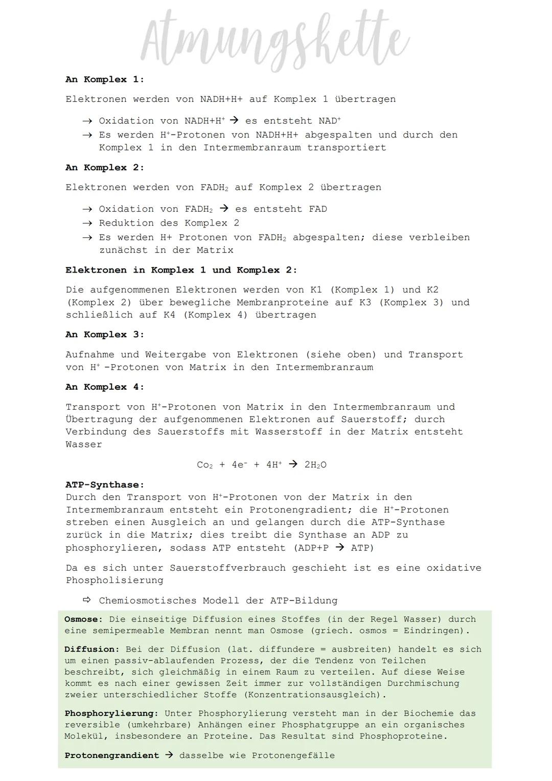 00
.......
0000000000000000000000000000000000000000000000
außere
Mitochondrien
membran
H+
innere
Mitochondrien -
membran
#+
H+
#+
#+
++
