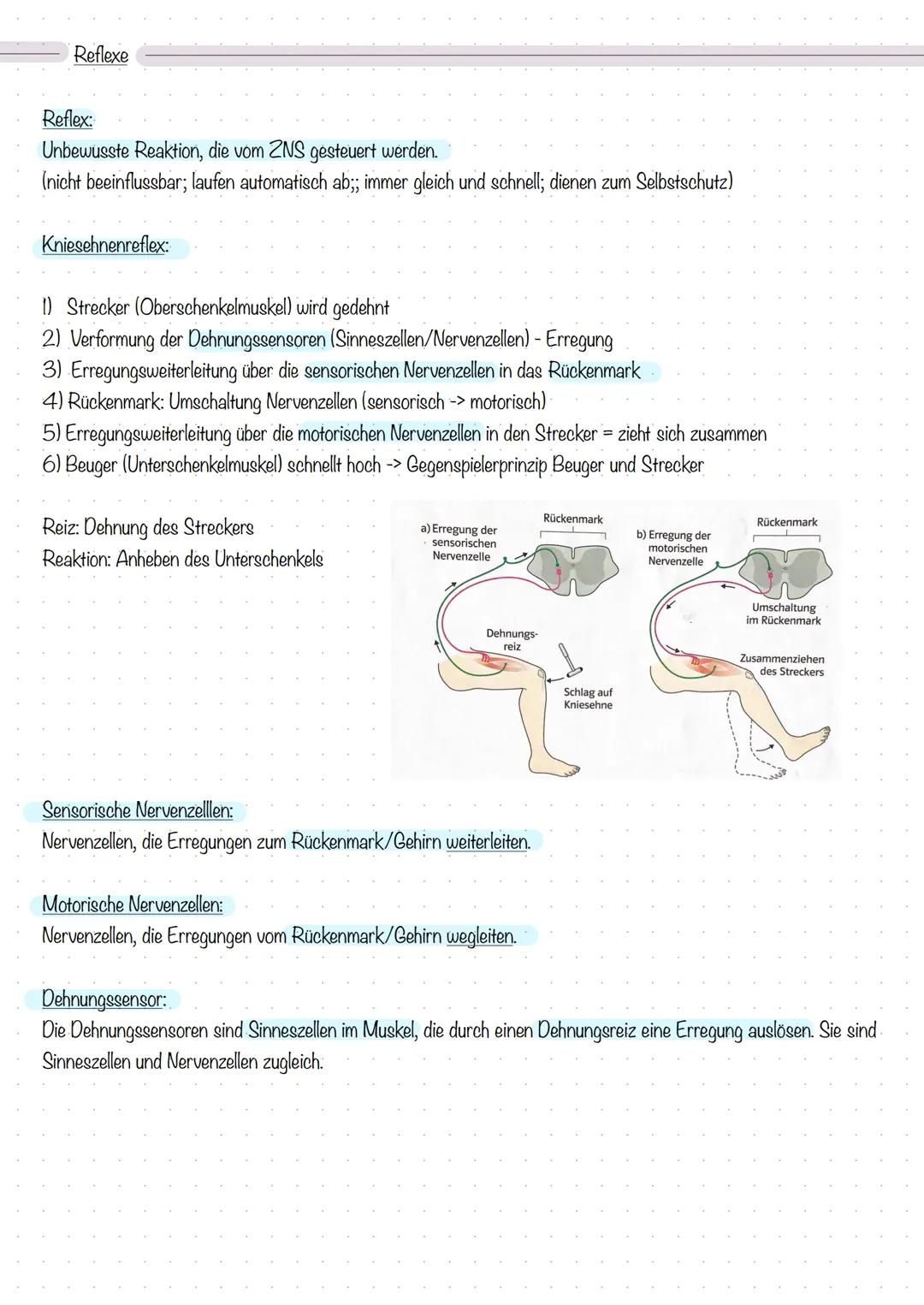 Reiz, Erregung und Reaktion
Biologie - Sinne und Nerven
Reiz:
Eine Veränderung der Umwelt, die in einem Lebewesen eine Erregung auslöst.
(Ei
