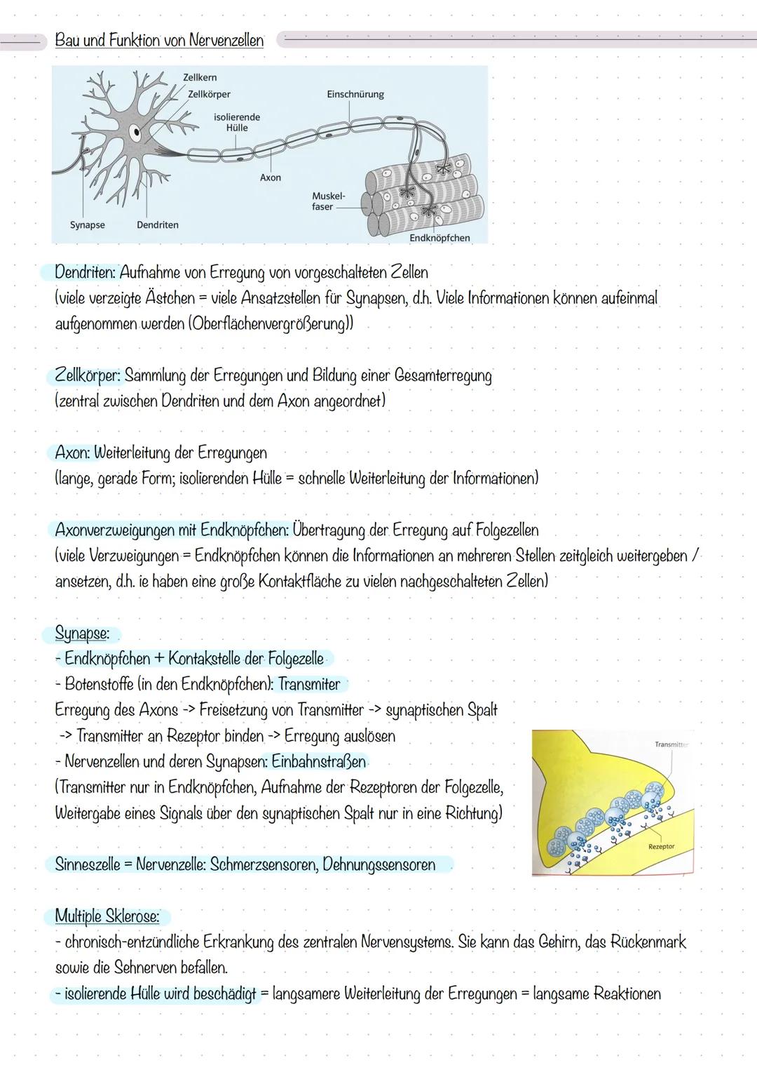 Reiz, Erregung und Reaktion
Biologie - Sinne und Nerven
Reiz:
Eine Veränderung der Umwelt, die in einem Lebewesen eine Erregung auslöst.
(Ei