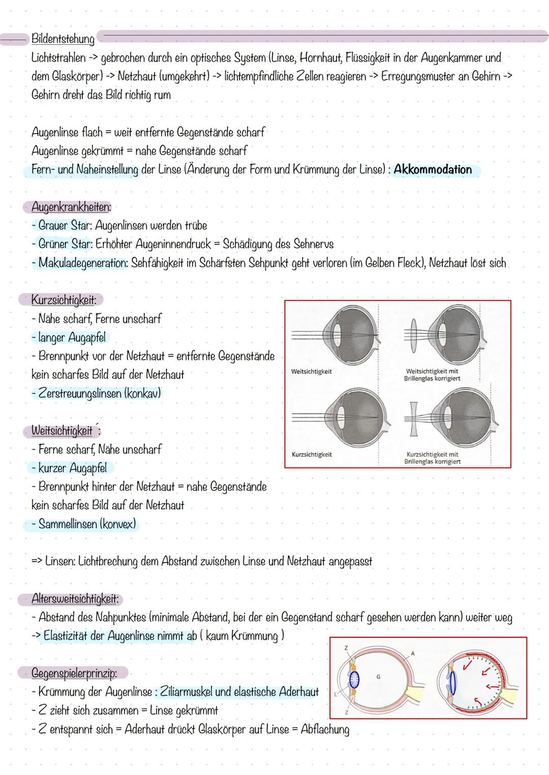 Reiz, Erregung und Reaktion
Biologie - Sinne und Nerven
Reiz:
Eine Veränderung der Umwelt, die in einem Lebewesen eine Erregung auslöst.
(Ei