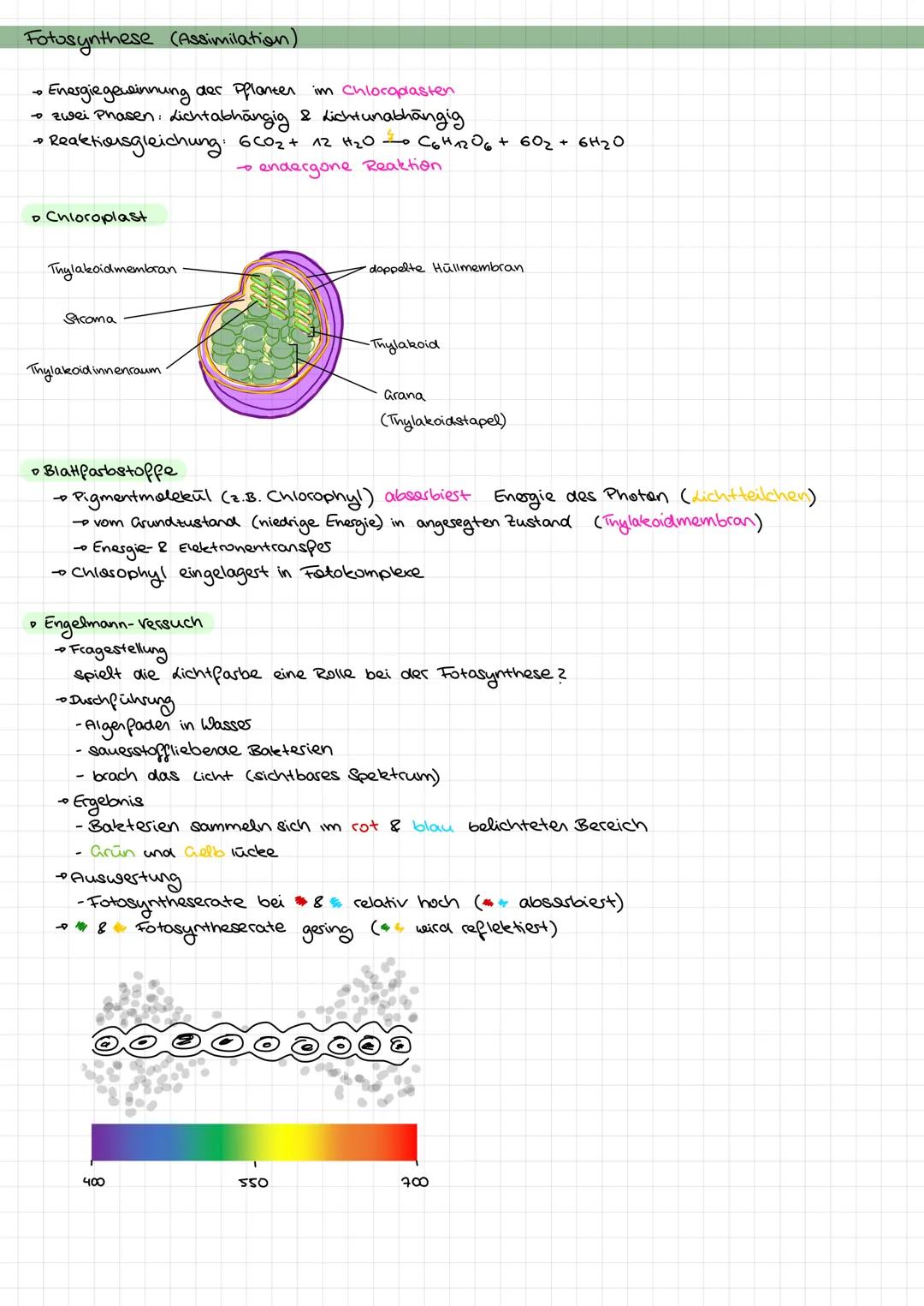 Fotosynthese (Assimilation)
•Energiegewinnung der Pflanten im Chloroplasten.
• zwei Phasen: Lichtabhängig & Lichtunabhängig
•Reaktionsgleich