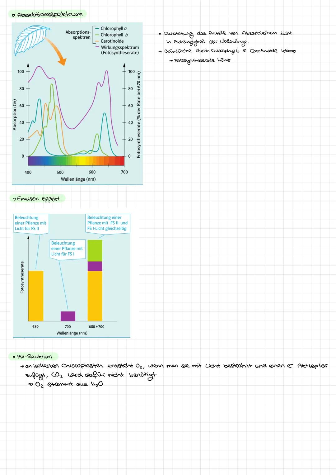 Fotosynthese (Assimilation)
•Energiegewinnung der Pflanten im Chloroplasten.
• zwei Phasen: Lichtabhängig & Lichtunabhängig
•Reaktionsgleich