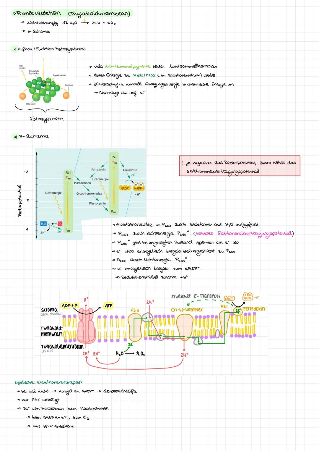 Fotosynthese (Assimilation)
•Energiegewinnung der Pflanten im Chloroplasten.
• zwei Phasen: Lichtabhängig & Lichtunabhängig
•Reaktionsgleich