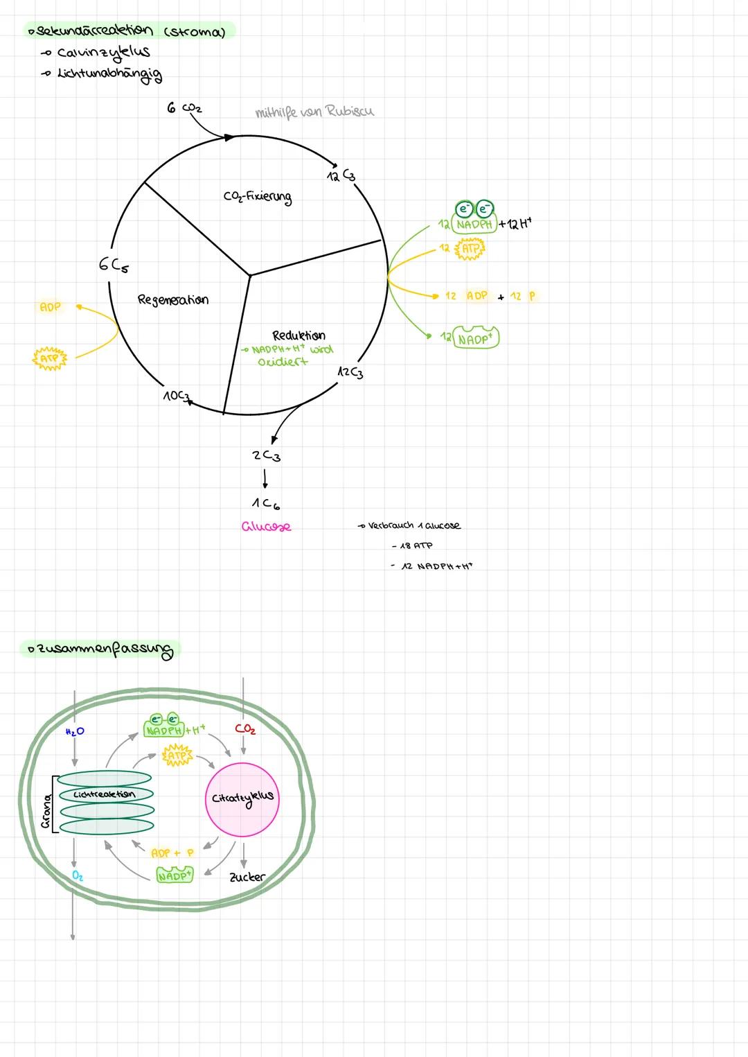 Fotosynthese (Assimilation)
•Energiegewinnung der Pflanten im Chloroplasten.
• zwei Phasen: Lichtabhängig & Lichtunabhängig
•Reaktionsgleich