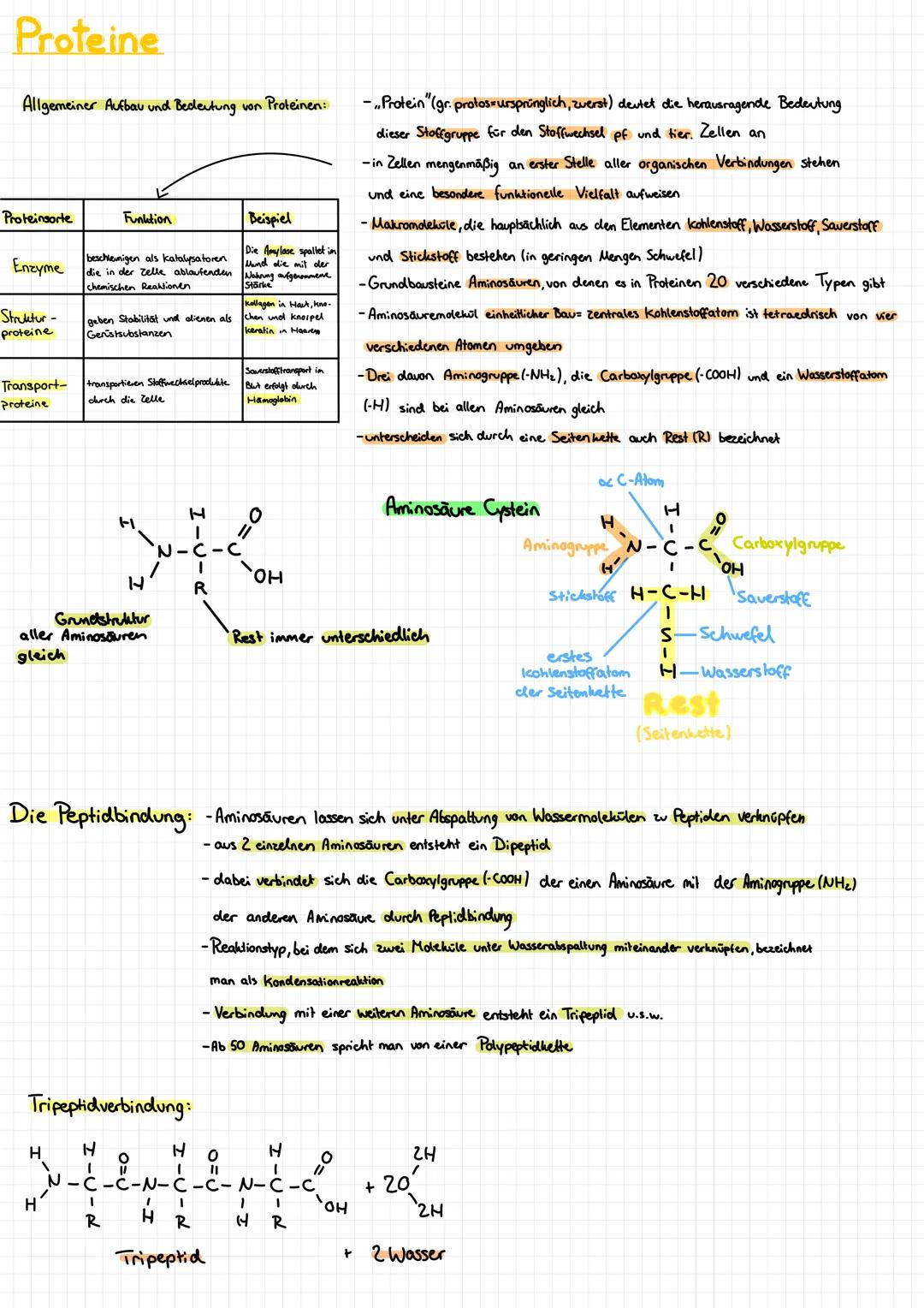 # Proteine
Allgemeiner Aufbau und Bedeutung von Proteinen:
| Proteinsorte | Funktion | Beispiel |
|---|---|---|
| Enzyme | beschleunigen a