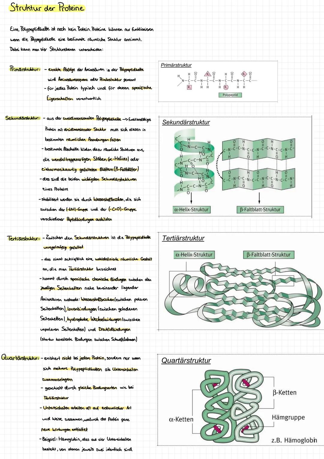 # Proteine
Allgemeiner Aufbau und Bedeutung von Proteinen:
| Proteinsorte | Funktion | Beispiel |
|---|---|---|
| Enzyme | beschleunigen a
