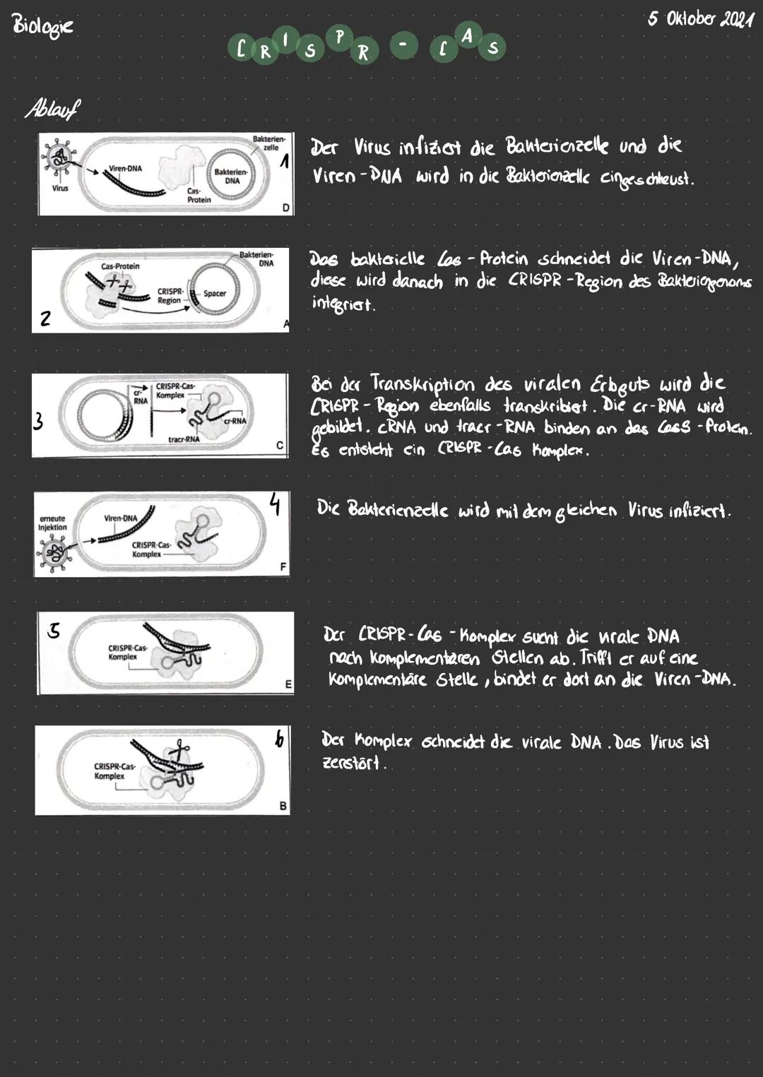 Biologie
5 Oktober 2021
CR
S
P
R
A
S
Ablauf
2
Viren-DNA
Virus
Cas-Protein
Bakterien
DNA
rotein
CRISPR- Spacer
Region
Bakterien
Der Virus in