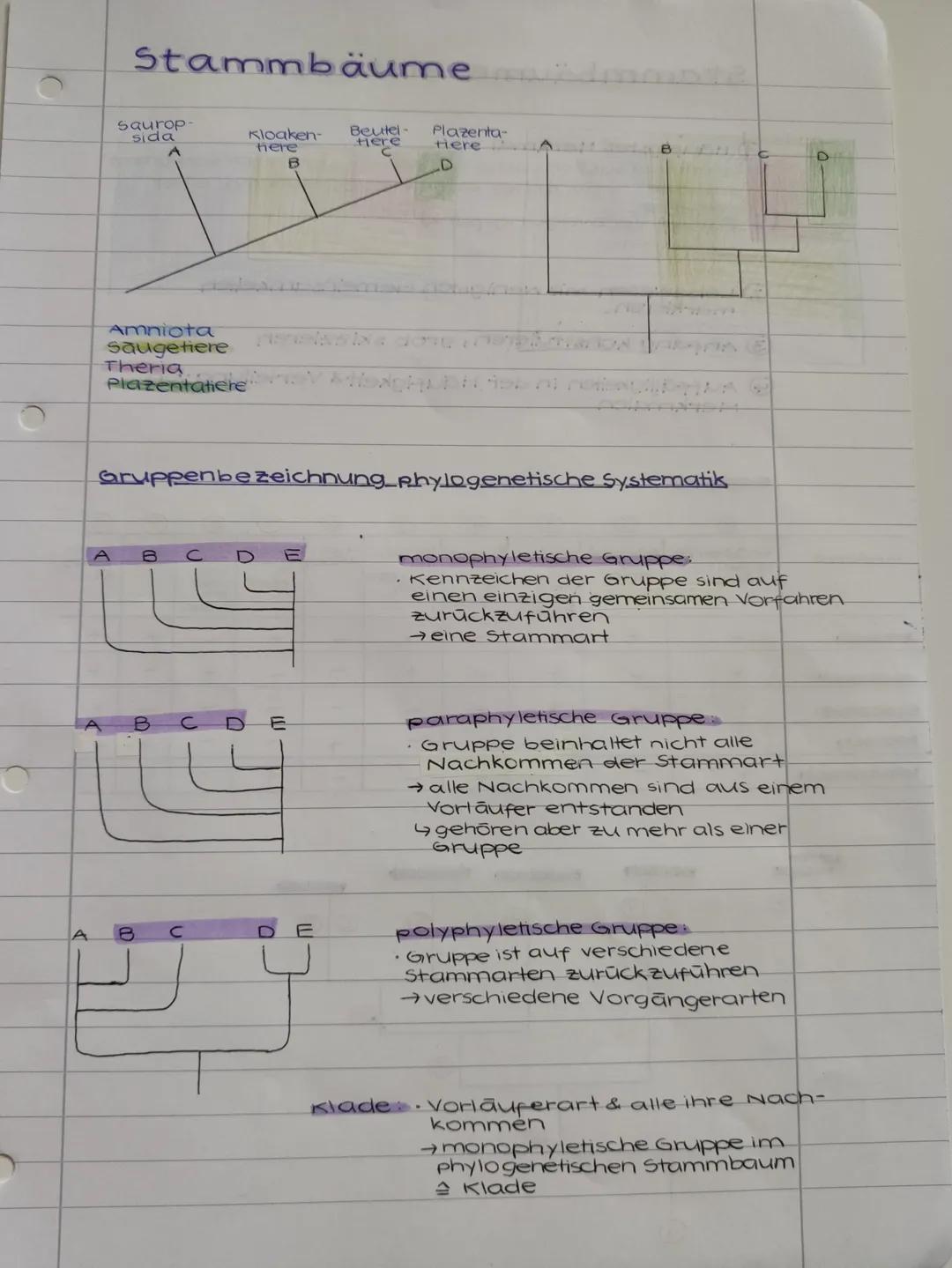 Stammbäume
Saurop
sida
A
Kloaken
there
B
Beutel-
Here
Plazenta-
tiere
D
Amniota
Saugetiere
Theria
Plazentatiere
A
B
D
Gruppenbezeichnung