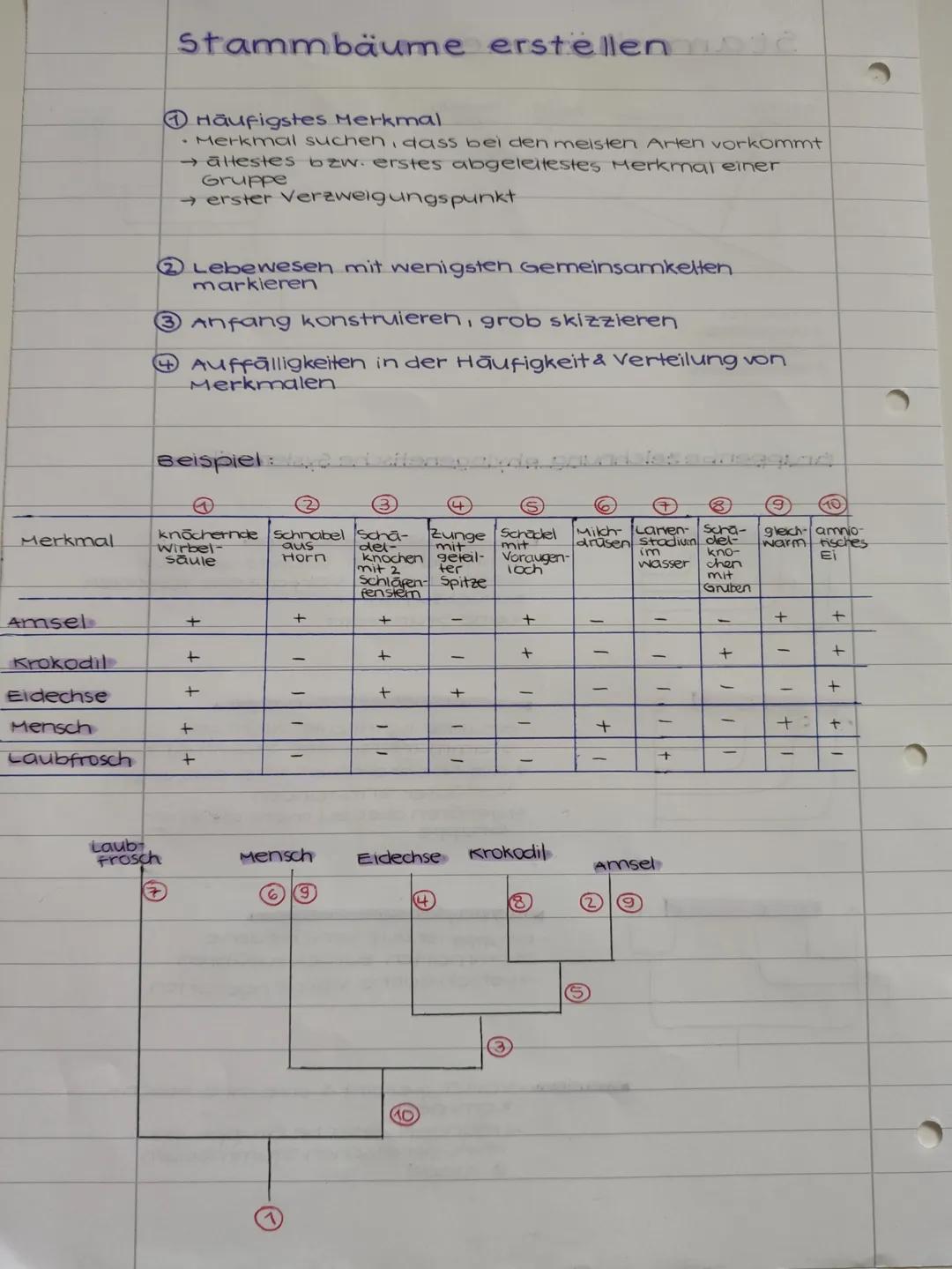 Stammbäume
Saurop
sida
A
Kloaken
there
B
Beutel-
Here
Plazenta-
tiere
D
Amniota
Saugetiere
Theria
Plazentatiere
A
B
D
Gruppenbezeichnung