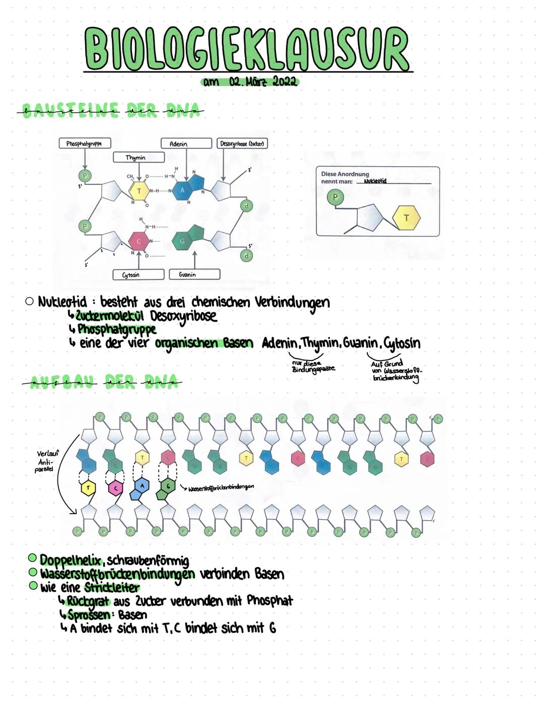 # BIOLOGIEKLAUSUR
am 02. März 2022
Phosphatgruppe
Adenin
Desoxyribose (Zucker)
Thymin
T
Cytosin
Guanin
Diese Anordnung
nennt man: N
