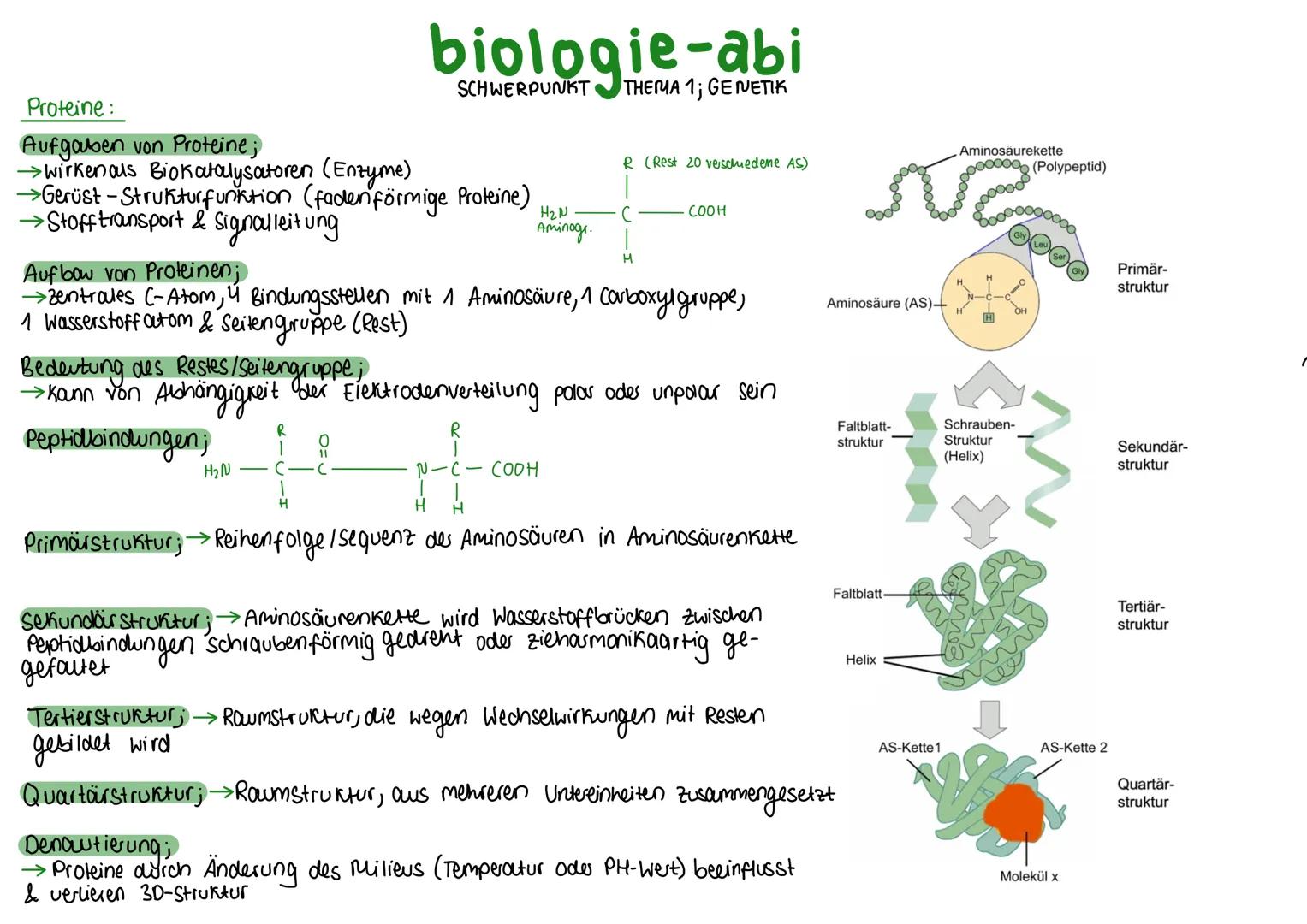 Proteine:
Aufgaben von Proteine;
→wirkenaus Biokatalysatoren (Enzyme)
biologie-abi
SCHWERPUNKT THEMA 1; GENETIK
R (Rest 20 verschiedene AS