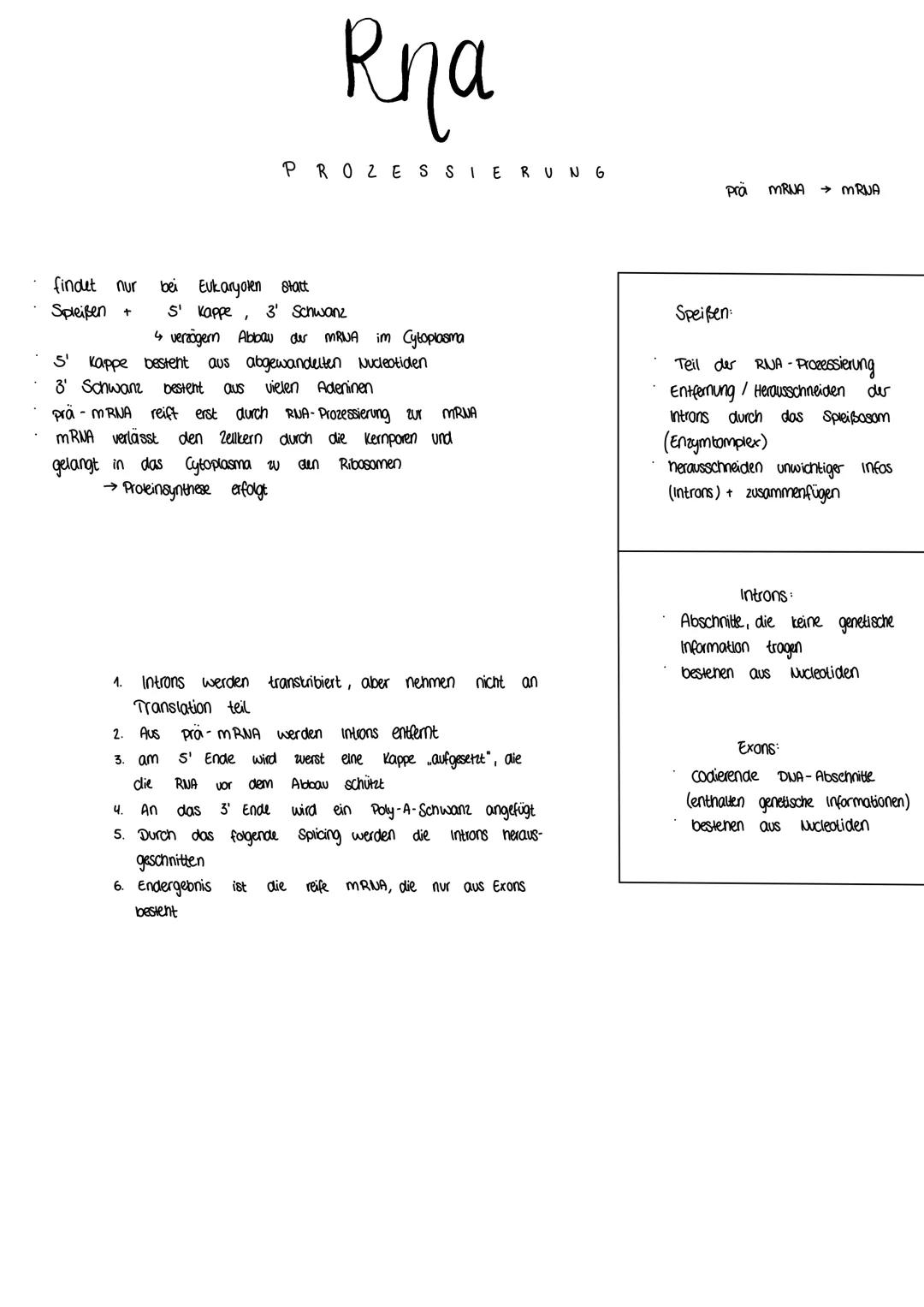 Proteinbiosynthese einfach erklärt: Ablauf, Ribosomen und mehr!