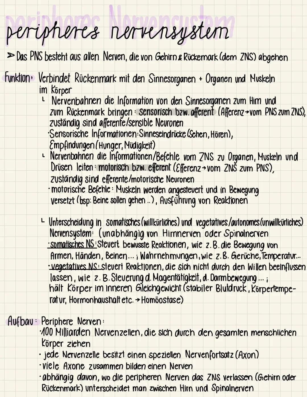 Minns
en CUE
peripheres nervensystem
Das PNS besteht aus allen Nerven, die von Gehirn & Rückemark (dem ZNS) abgehen
Funktion Verbindet Rücke