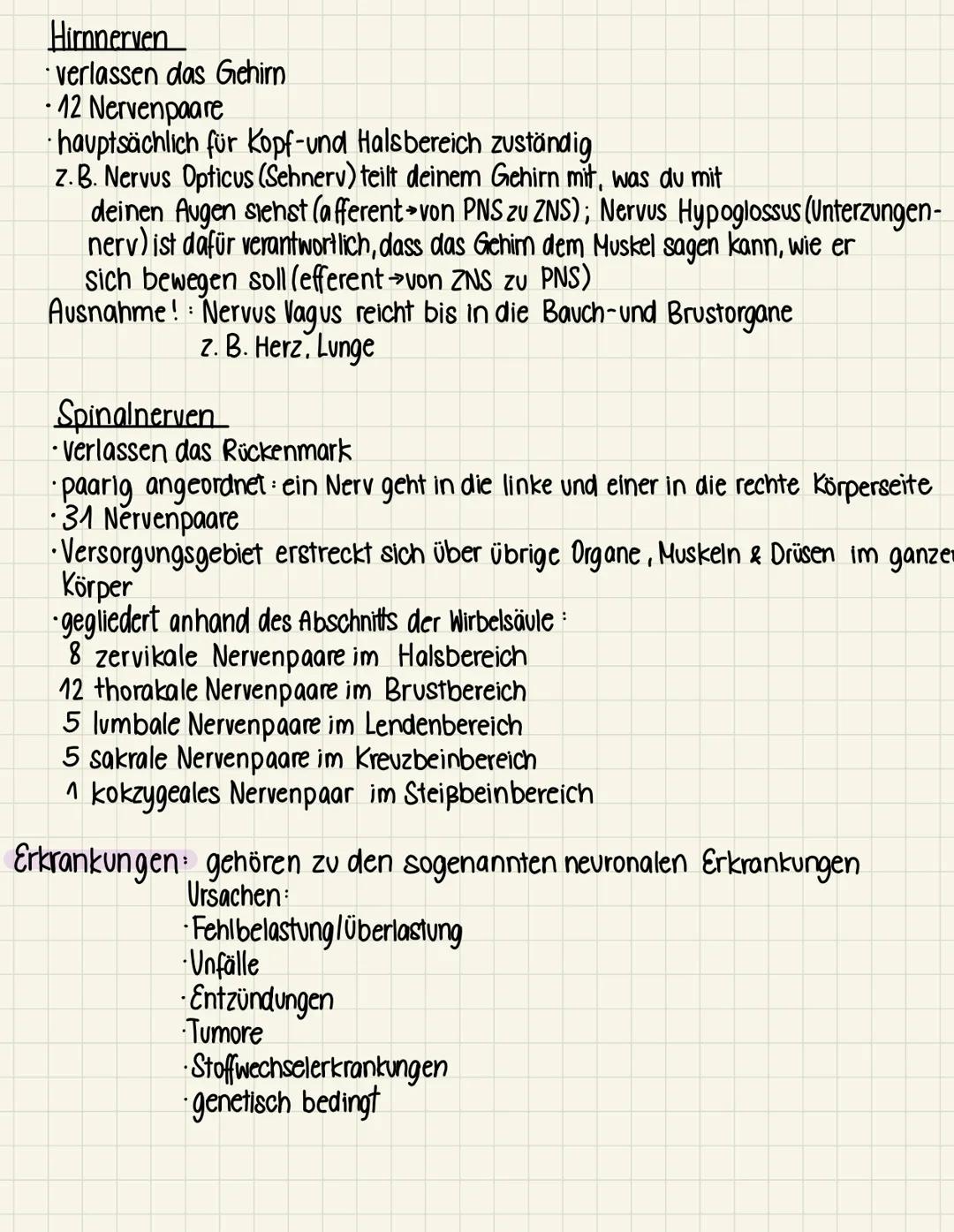 Minns
en CUE
peripheres nervensystem
Das PNS besteht aus allen Nerven, die von Gehirn & Rückemark (dem ZNS) abgehen
Funktion Verbindet Rücke