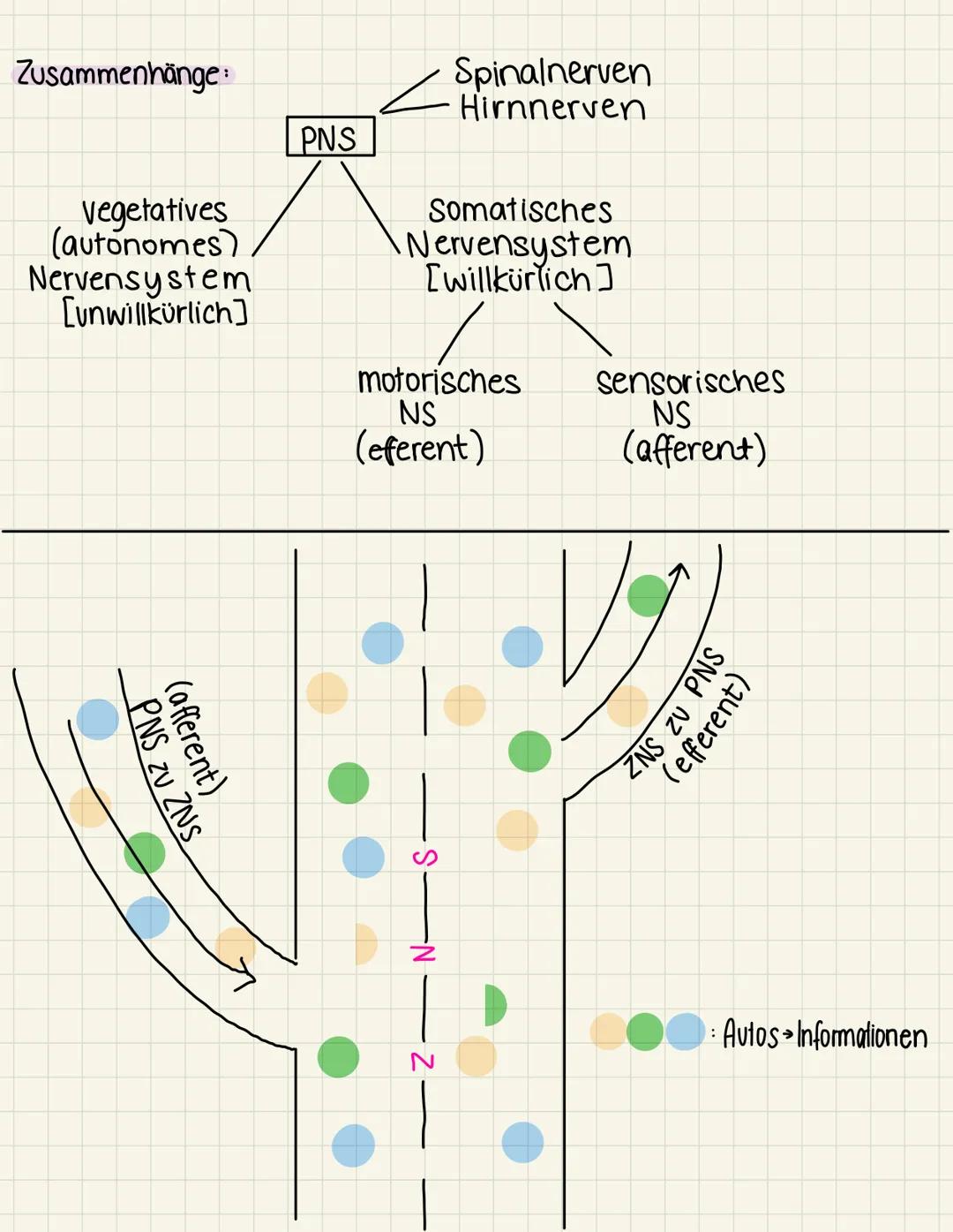 Minns
en CUE
peripheres nervensystem
Das PNS besteht aus allen Nerven, die von Gehirn & Rückemark (dem ZNS) abgehen
Funktion Verbindet Rücke
