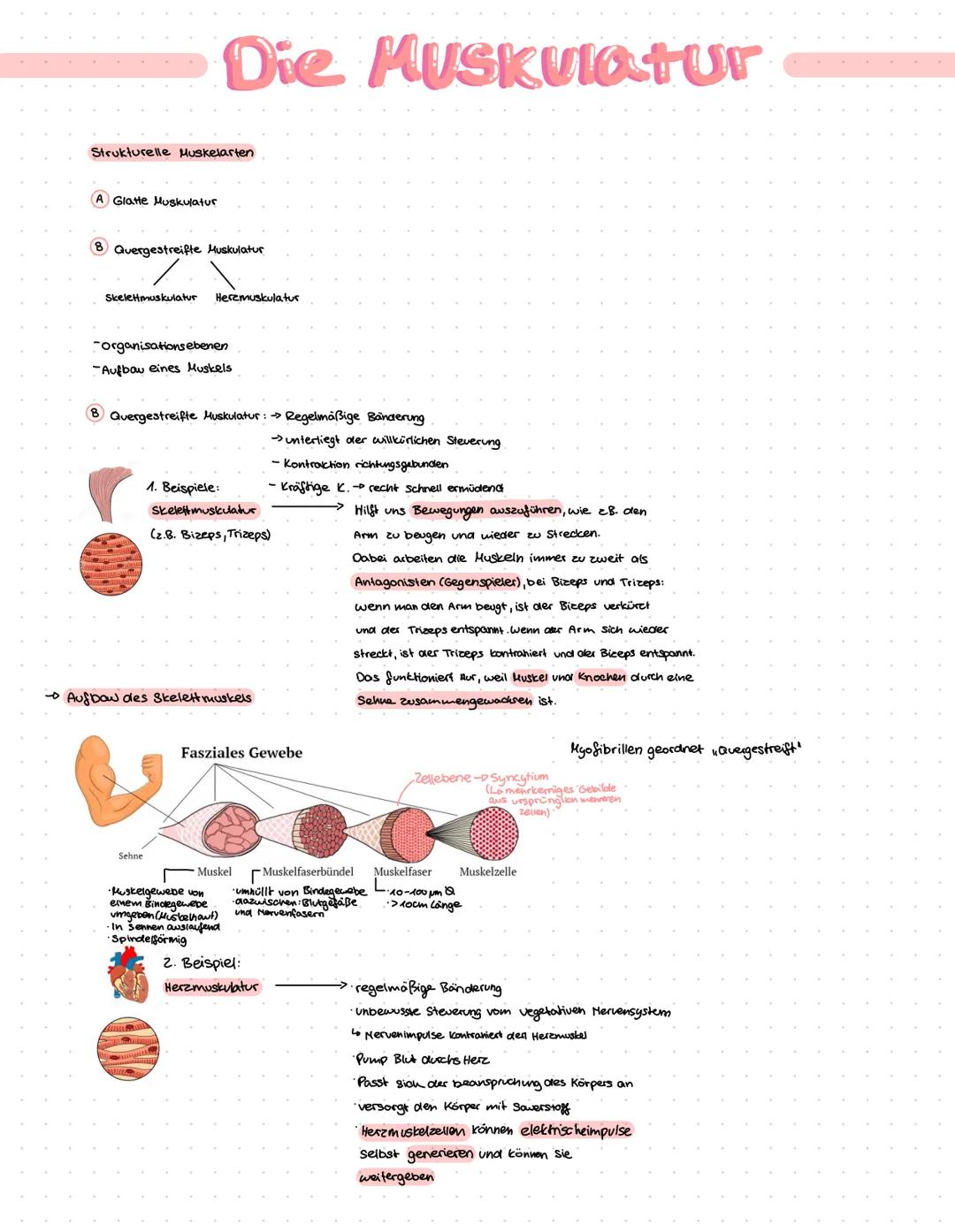 Strukturelle Muskelarten
A Glatte Muskulatur
Die Muskulatur
8 Quergestreifte Muskulatur
Skelettmuskulatur Herzmuskulatur
-organisations eben