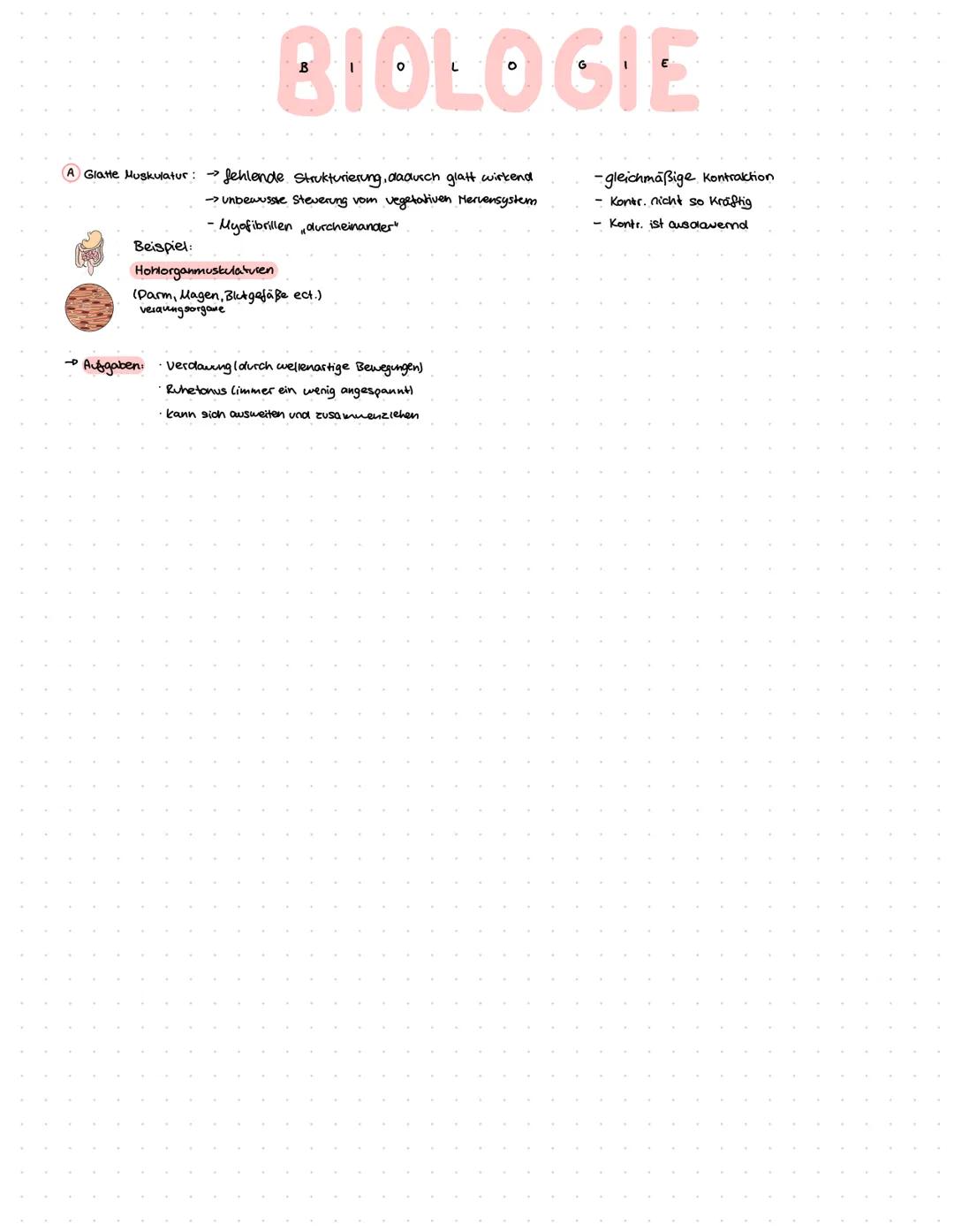 Strukturelle Muskelarten
A Glatte Muskulatur
Die Muskulatur
8 Quergestreifte Muskulatur
Skelettmuskulatur Herzmuskulatur
-organisations eben