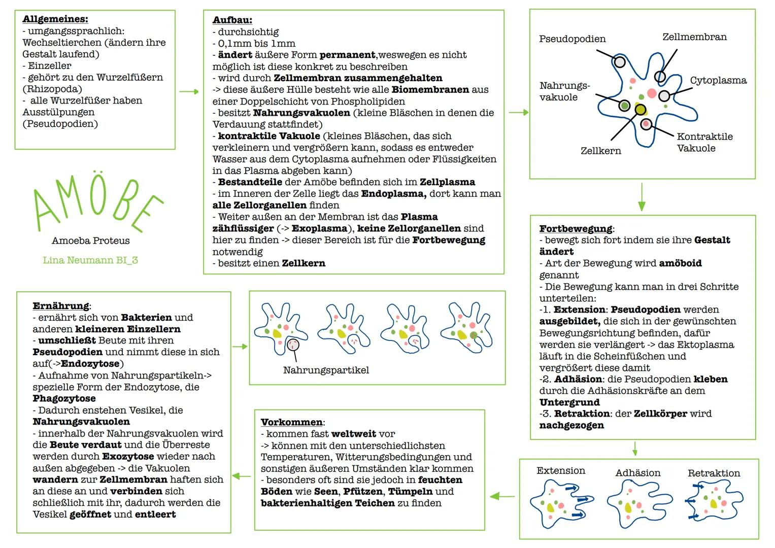 Allgemeines:
- umgangssprachlich:
Wechseltierchen (ändern ihre
Gestalt laufend)
- Einzeller
gehört zu den Wurzelfüßern
(Rhizopoda)
- alle Wu