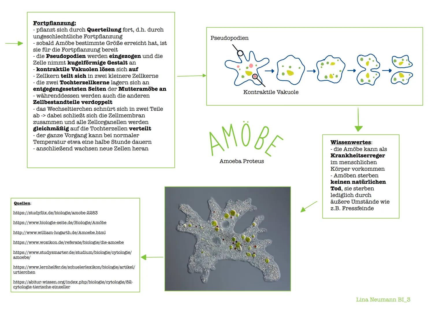 Allgemeines:
- umgangssprachlich:
Wechseltierchen (ändern ihre
Gestalt laufend)
- Einzeller
gehört zu den Wurzelfüßern
(Rhizopoda)
- alle Wu