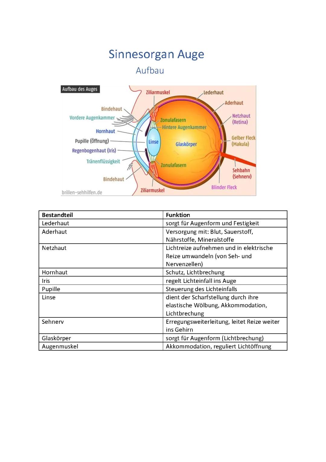 Sinnesorgan Auge, Neurobiologie