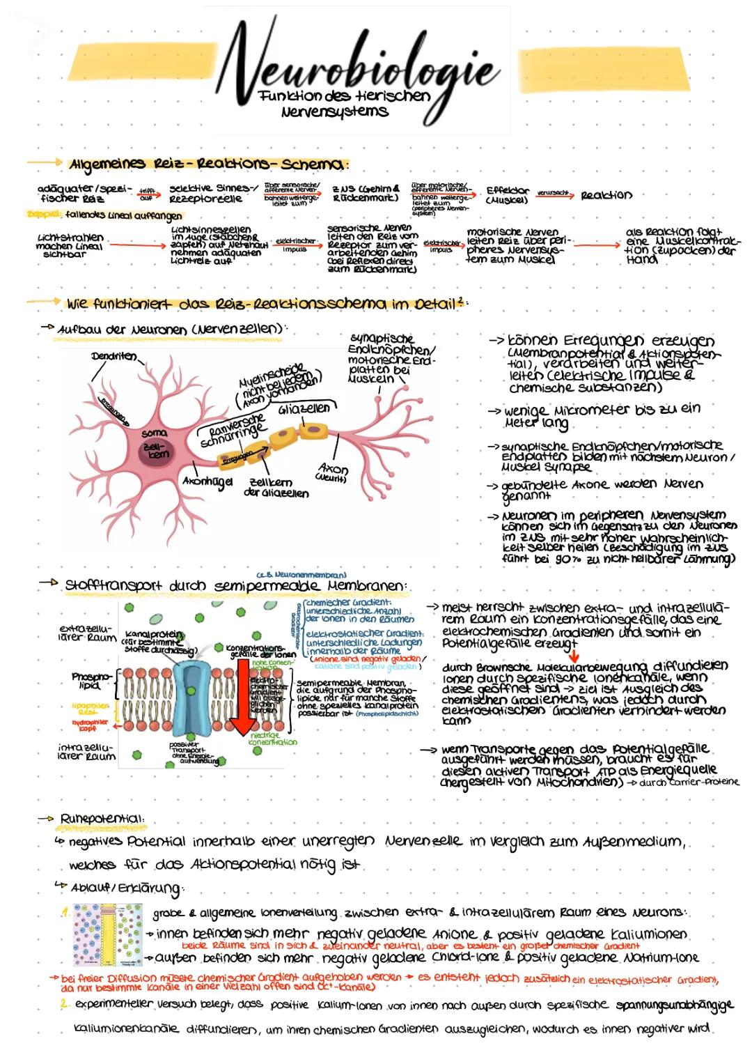 Neurobiologie (LK)