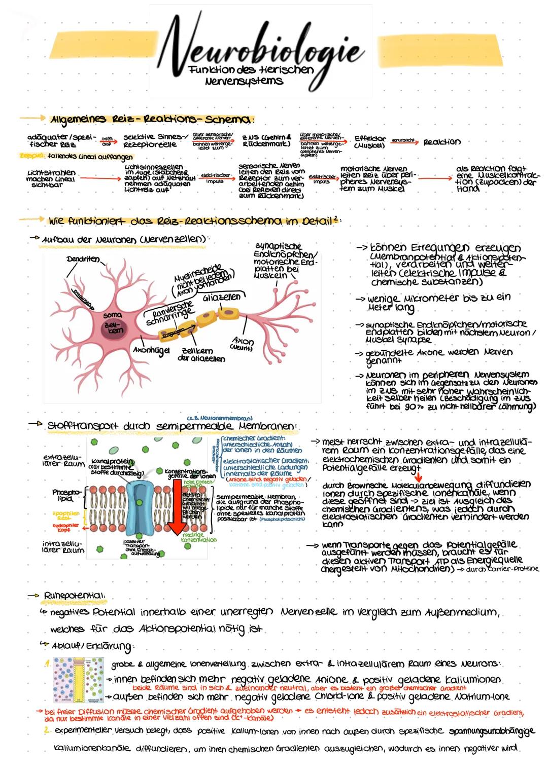 Allgemeines Reiz-Reaktions-Schema:
selektive Sinnes-/ afferente Nerven
Rezeptorzelle bahnen weiterge-
leiter zum
adäquater/speci-
fischer Re
