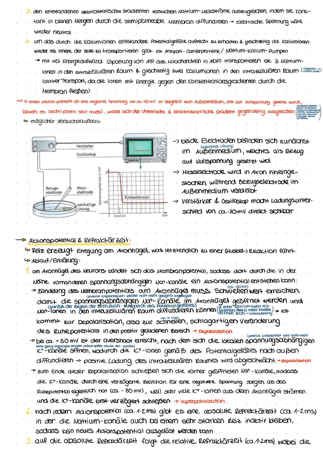 Allgemeines Reiz-Reaktions-Schema:
selektive Sinnes-/ afferente Nerven
Rezeptorzelle bahnen weiterge-
leiter zum
adäquater/speci-
fischer Re