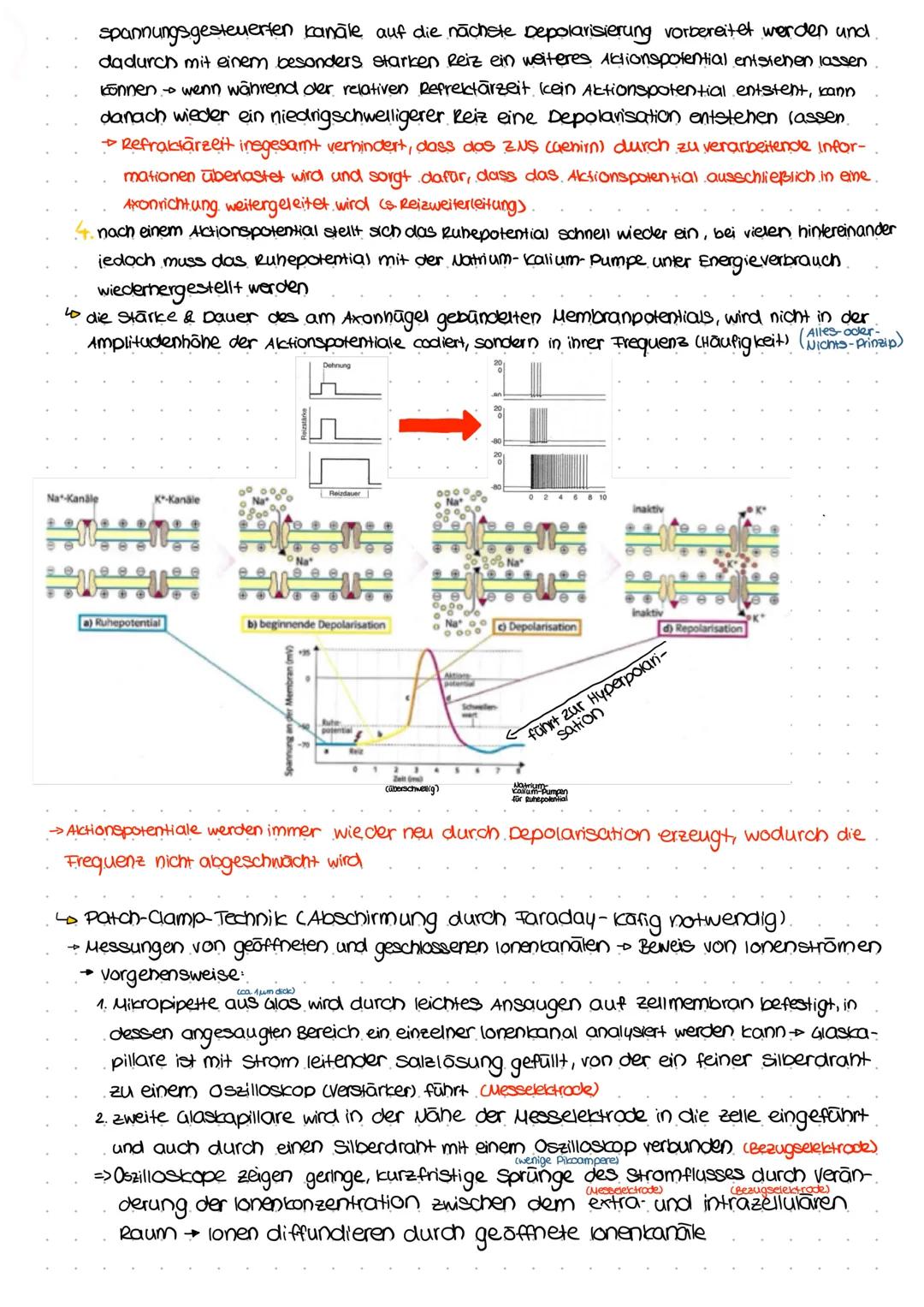 Allgemeines Reiz-Reaktions-Schema:
selektive Sinnes-/ afferente Nerven
Rezeptorzelle bahnen weiterge-
leiter zum
adäquater/speci-
fischer Re
