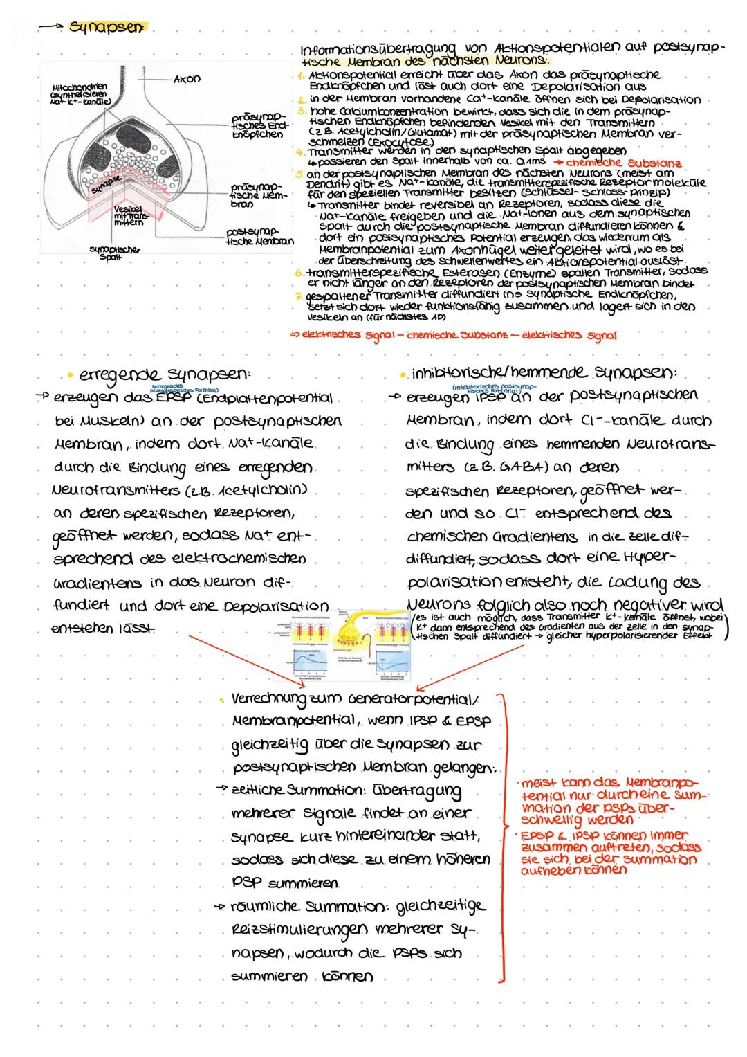 Allgemeines Reiz-Reaktions-Schema:
selektive Sinnes-/ afferente Nerven
Rezeptorzelle bahnen weiterge-
leiter zum
adäquater/speci-
fischer Re
