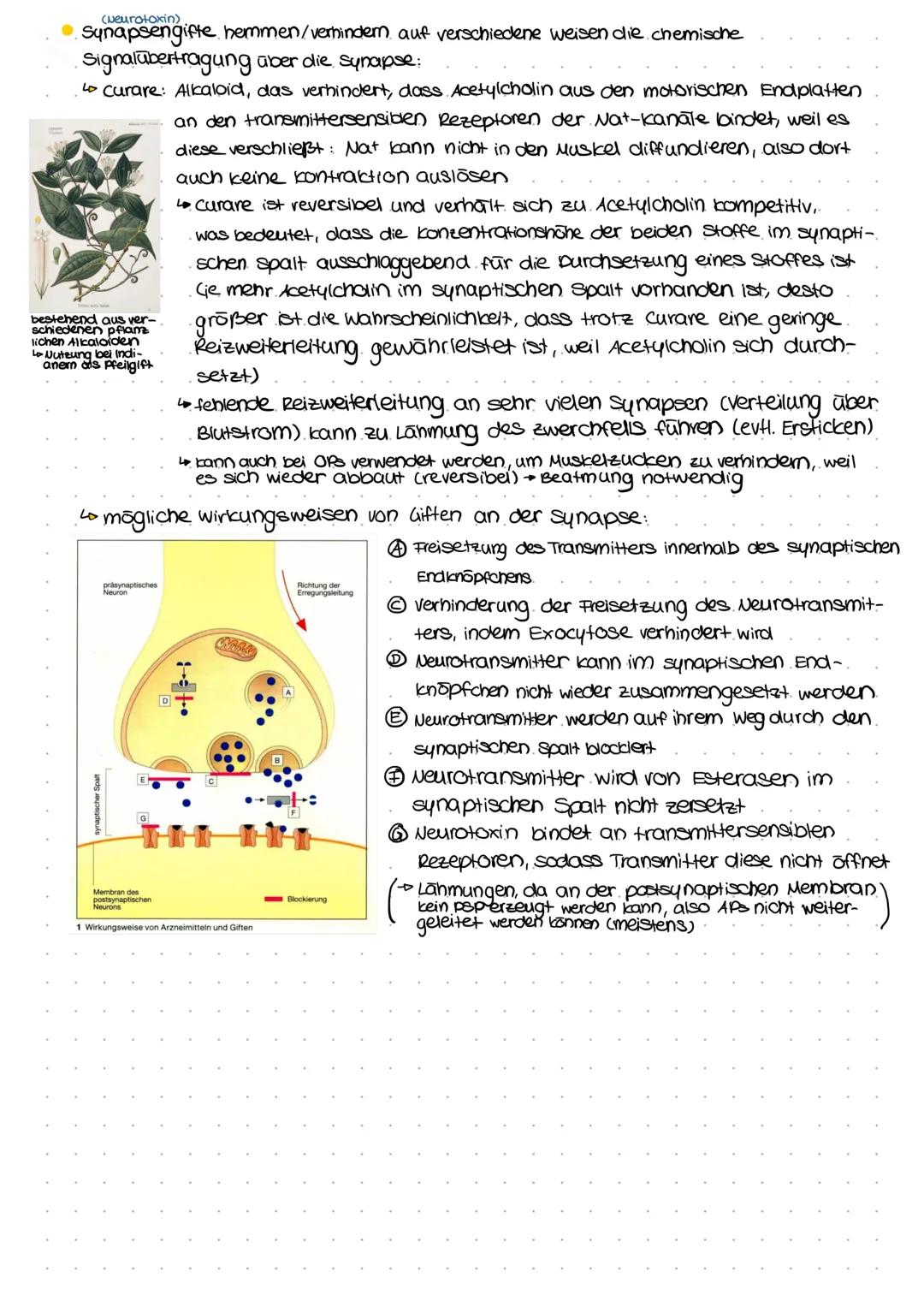 Allgemeines Reiz-Reaktions-Schema:
selektive Sinnes-/ afferente Nerven
Rezeptorzelle bahnen weiterge-
leiter zum
adäquater/speci-
fischer Re