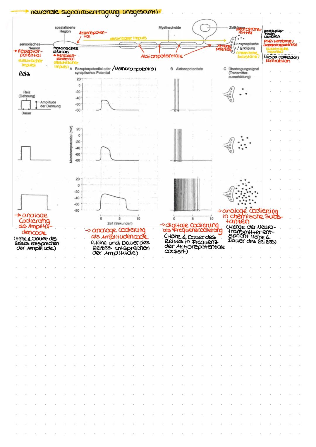 Allgemeines Reiz-Reaktions-Schema:
selektive Sinnes-/ afferente Nerven
Rezeptorzelle bahnen weiterge-
leiter zum
adäquater/speci-
fischer Re