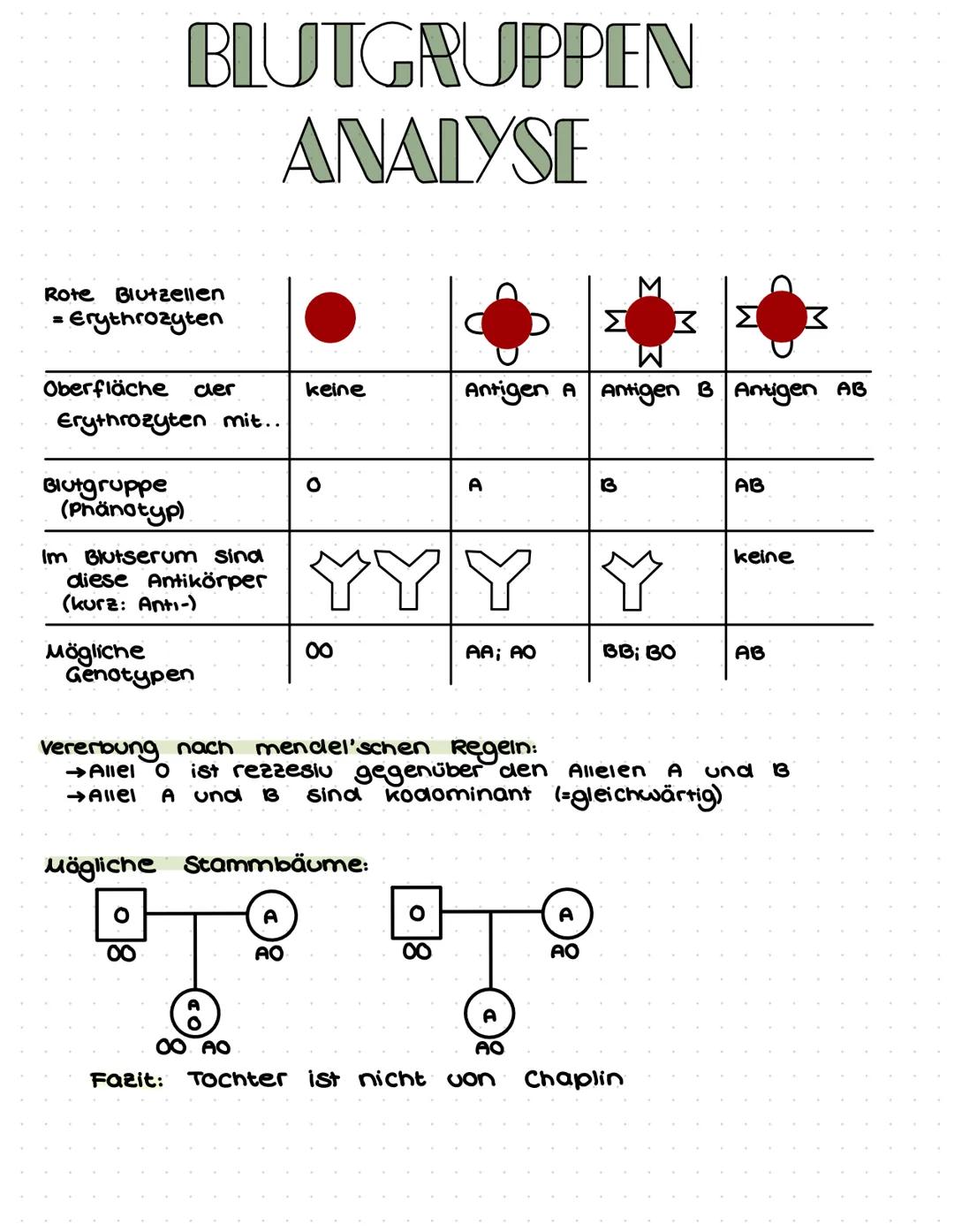 Rote Blutzellen
= Erythrozyten
BLUTGRUPPEN
ANALYSE
Oberfläche cler
Erythrozyten mit...
Blutgruppe
(Phänotyp)
Im Blutserum sind
diese Antikör