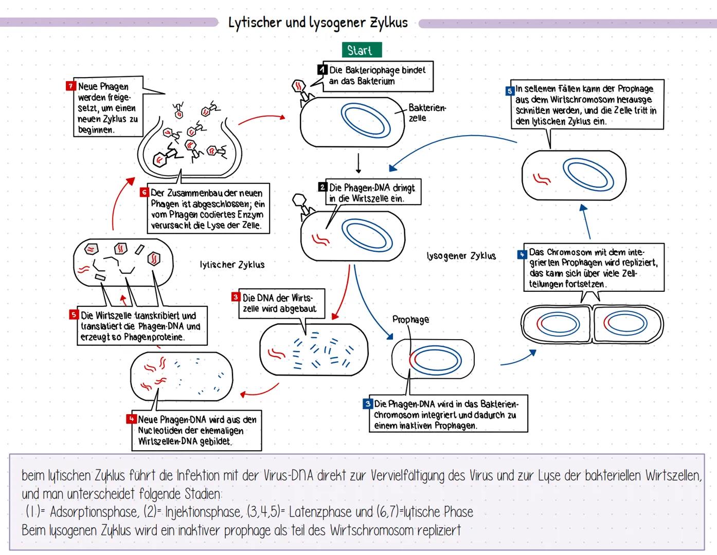 7 Neue Phagen
werden freige-
Setzt, um einen
neuen Zyklus zu
beginnen.
Lytischer und lysogener Zylkus
Start
✔ Die Bakteriophage bindet
an