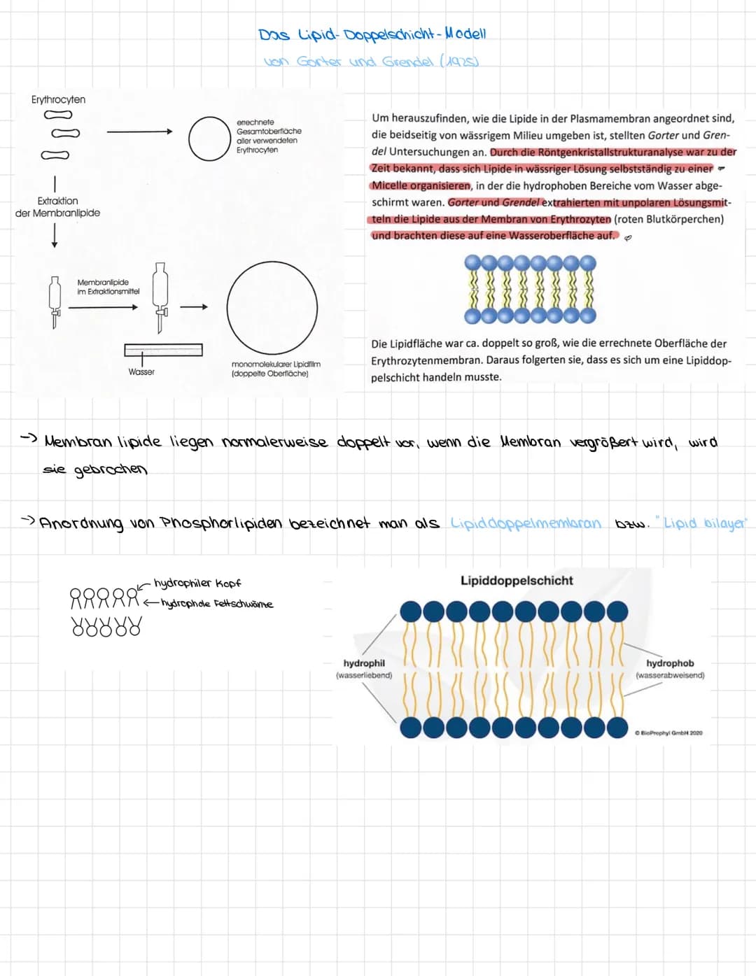 # Osmose/Diffusion
## Diffusion
Als Diffusion bezeichnet man einen Vorgang,
bei dem sich Teilchen/Moleküle automatisch
gleichmäßig verteile