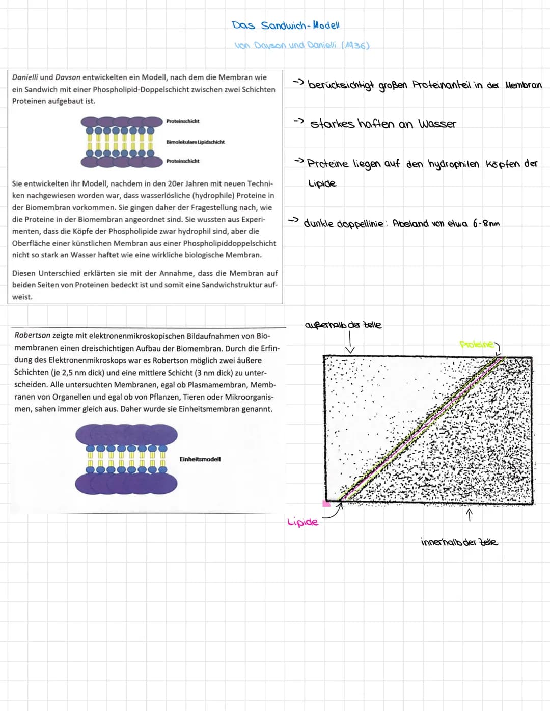 # Osmose/Diffusion
## Diffusion
Als Diffusion bezeichnet man einen Vorgang,
bei dem sich Teilchen/Moleküle automatisch
gleichmäßig verteile